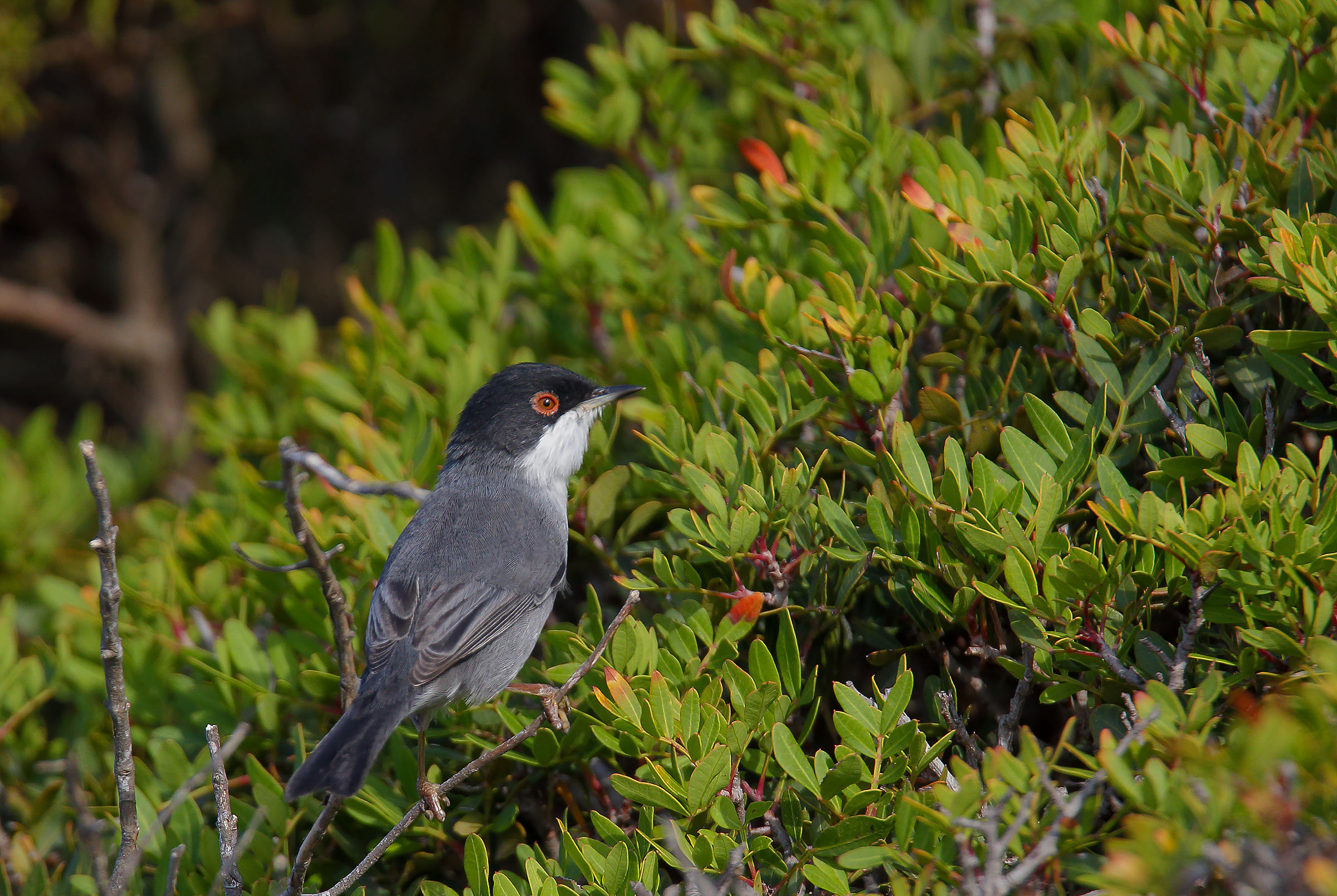 warbler...