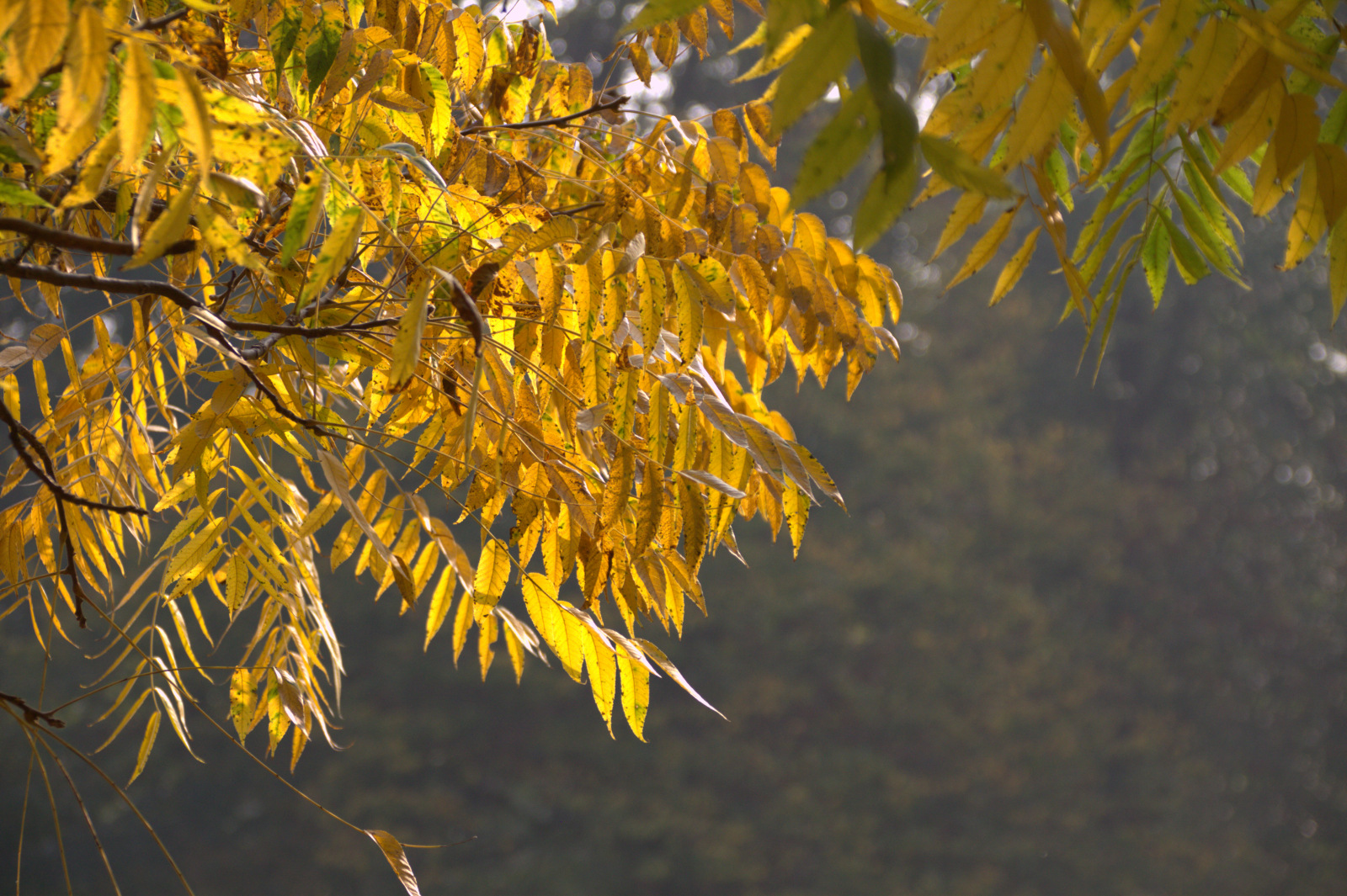 giallo...
