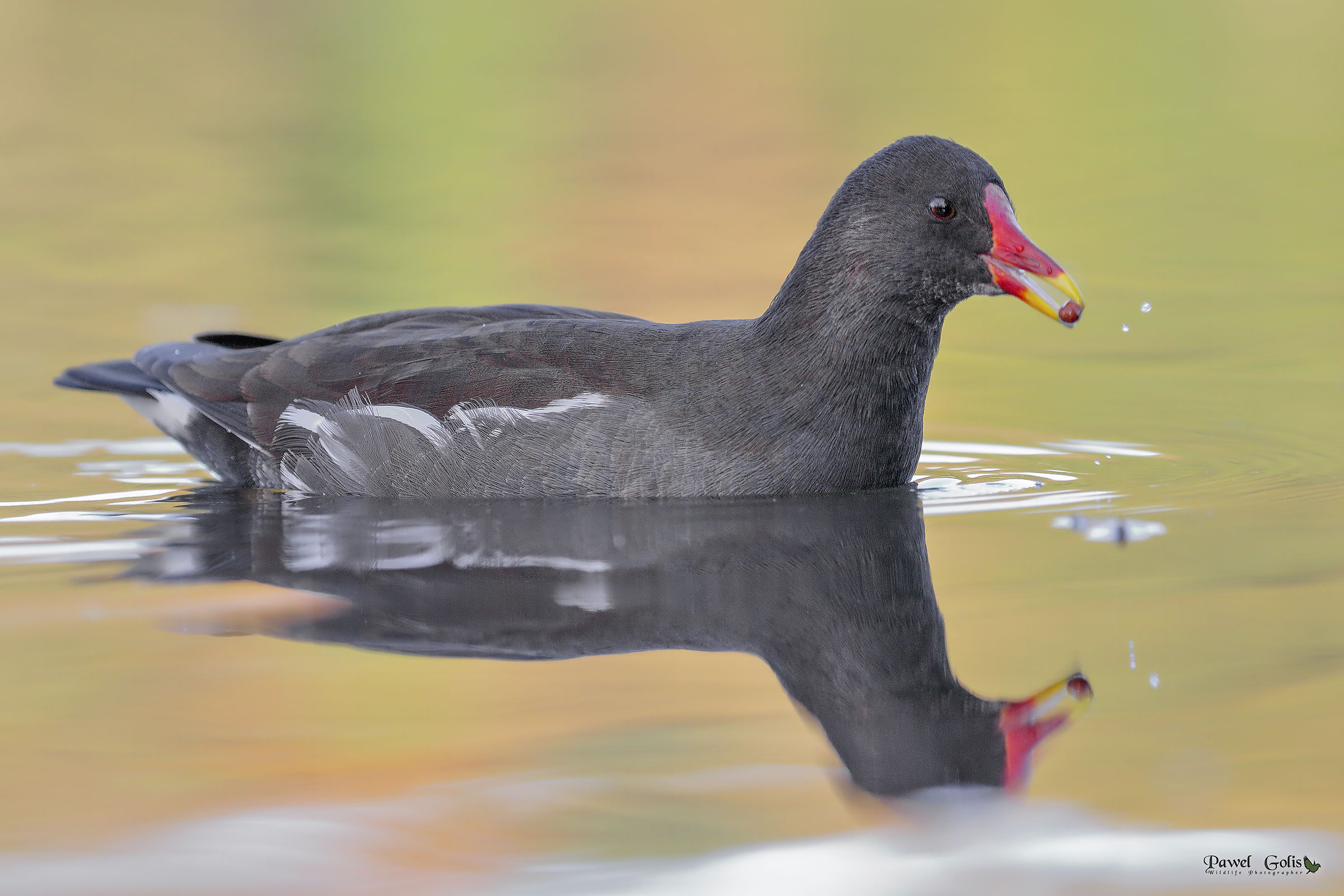 Common Moorhen (Gallinula chloropus)...