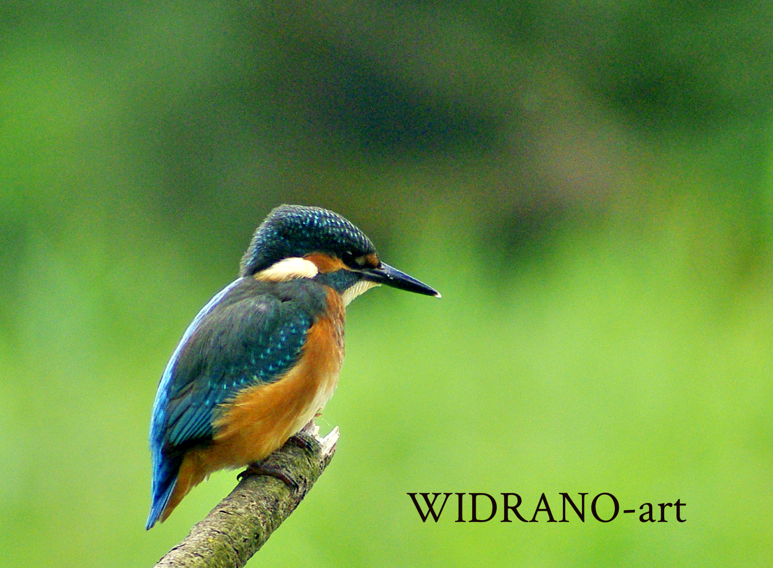 Alcedo atthis...