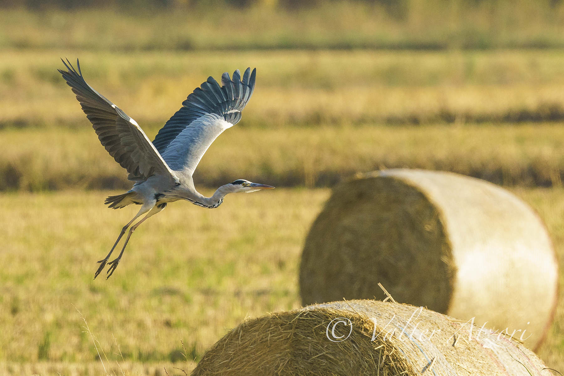 Heron flying in flight...