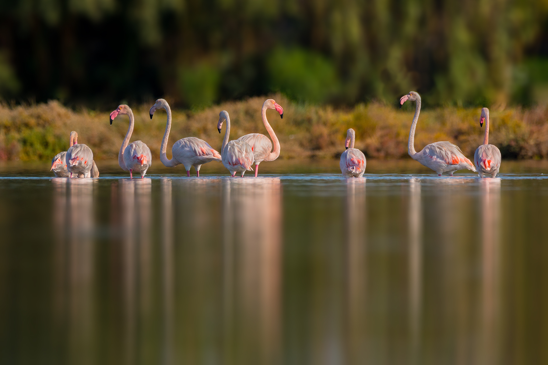 Pink flamingos...