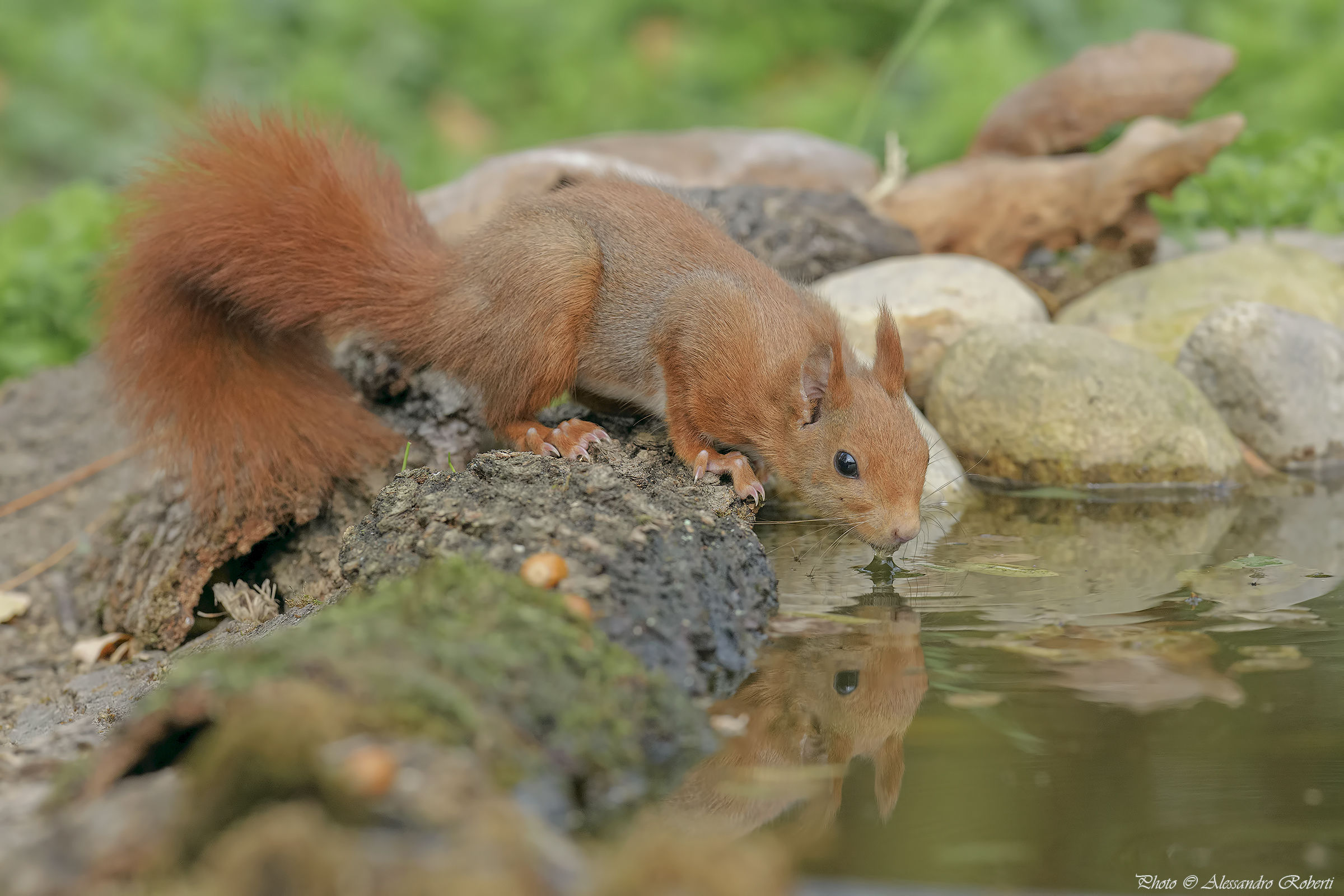 Red squirrel...