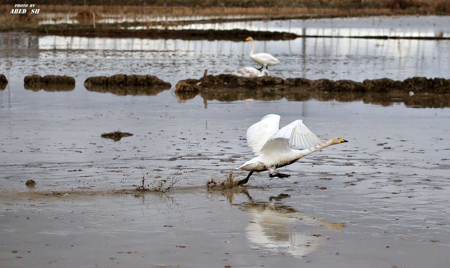 Cigno del cacciatore...