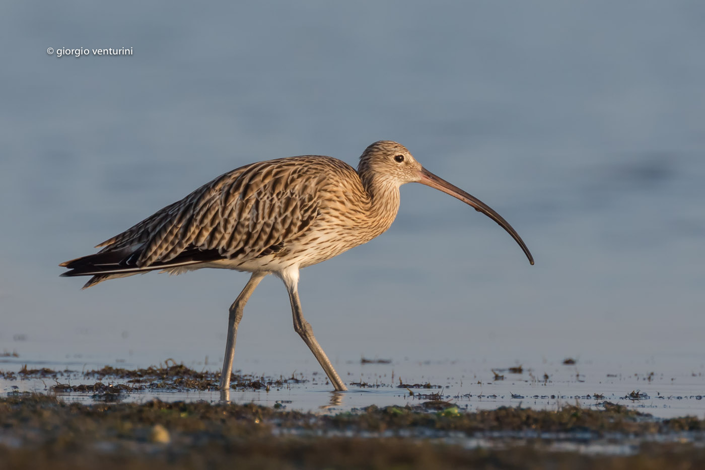 curlew...