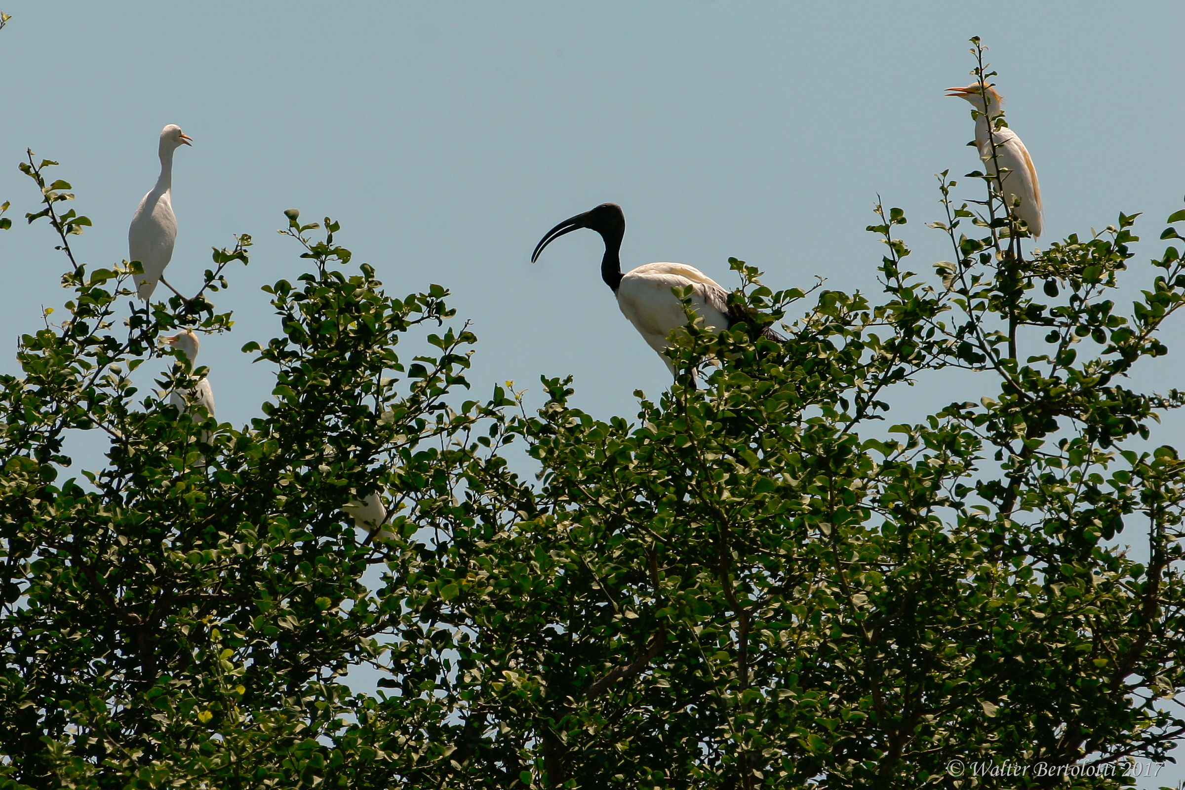 ibis...