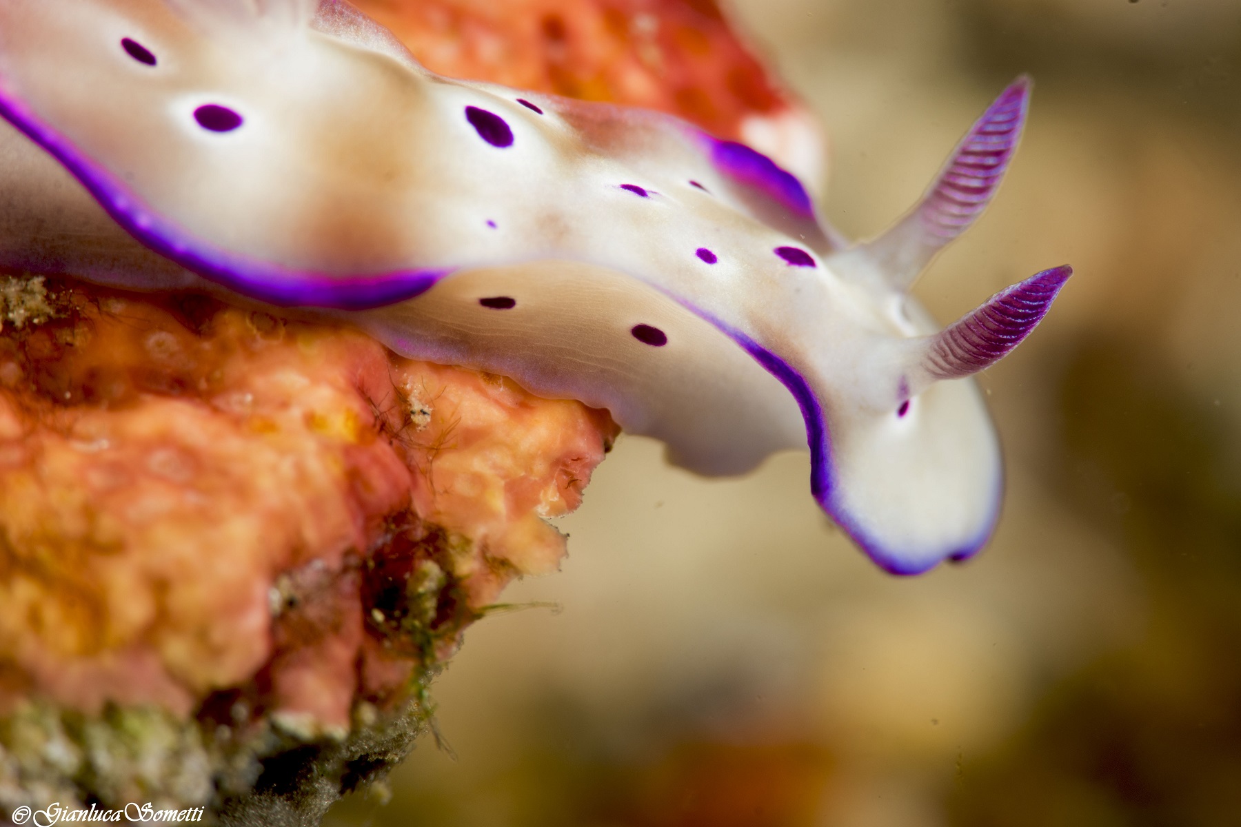 Nudibranco...