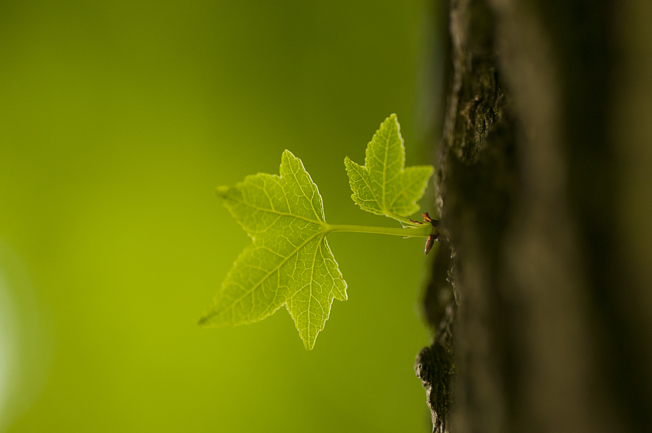leaf...