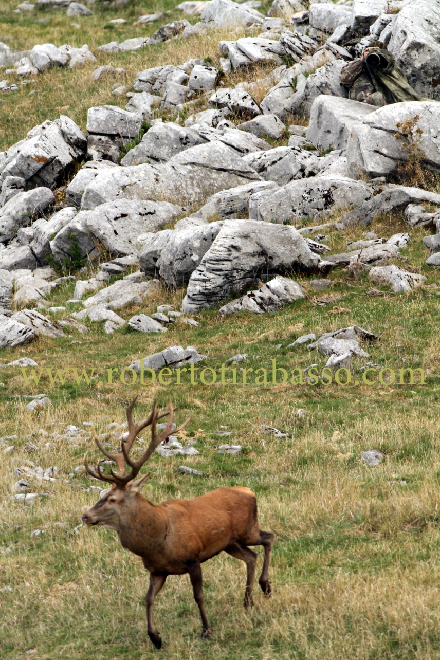 Cervo e fotografo...