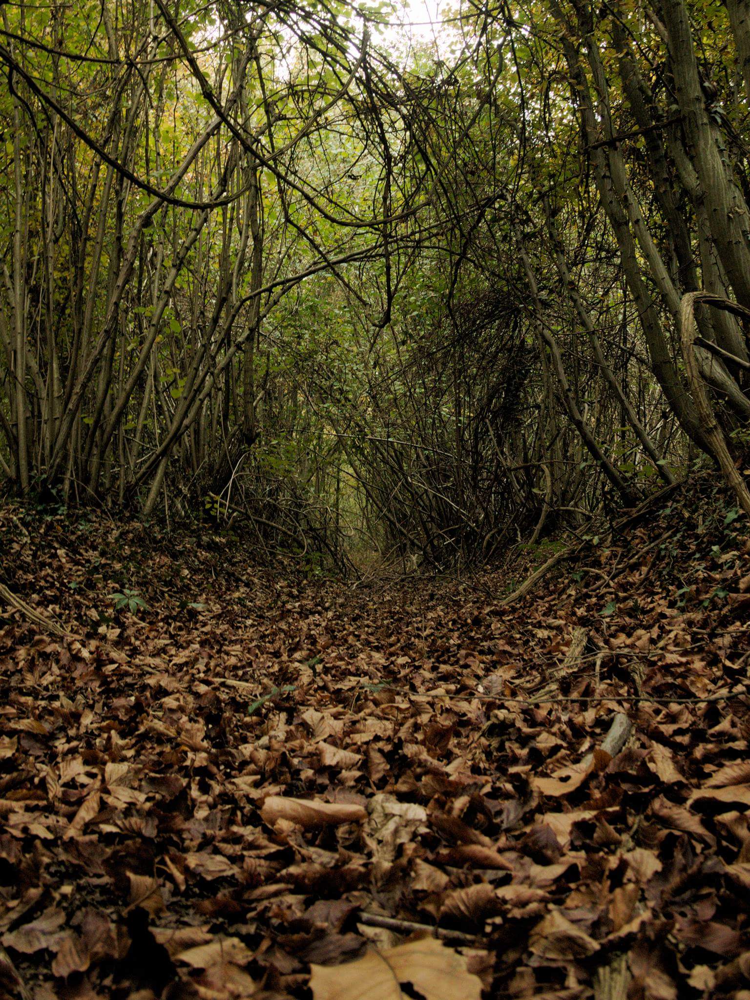 underbrush...
