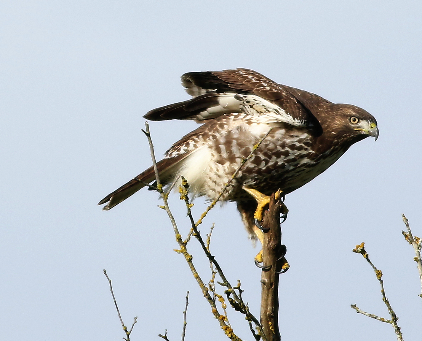 Precarious Perch...