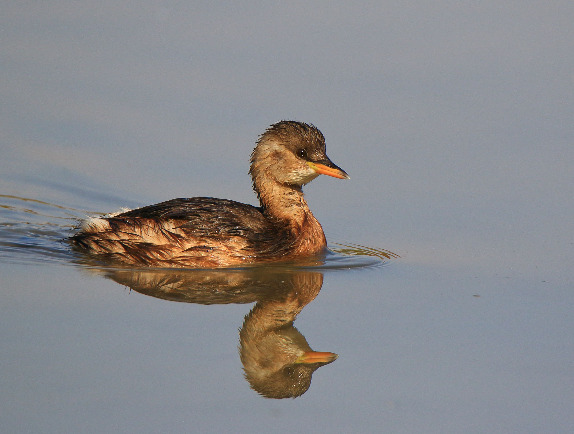 Little Grebe...