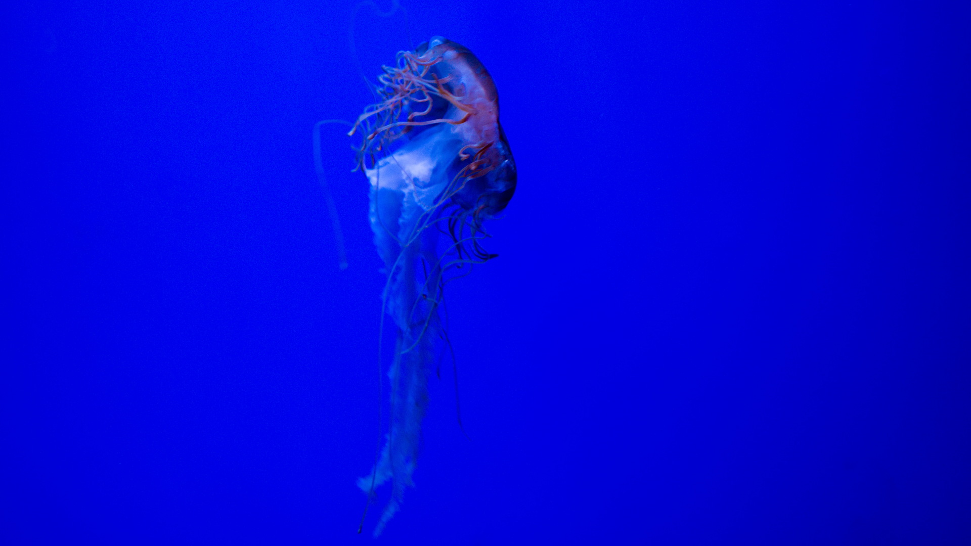 jellyfish...