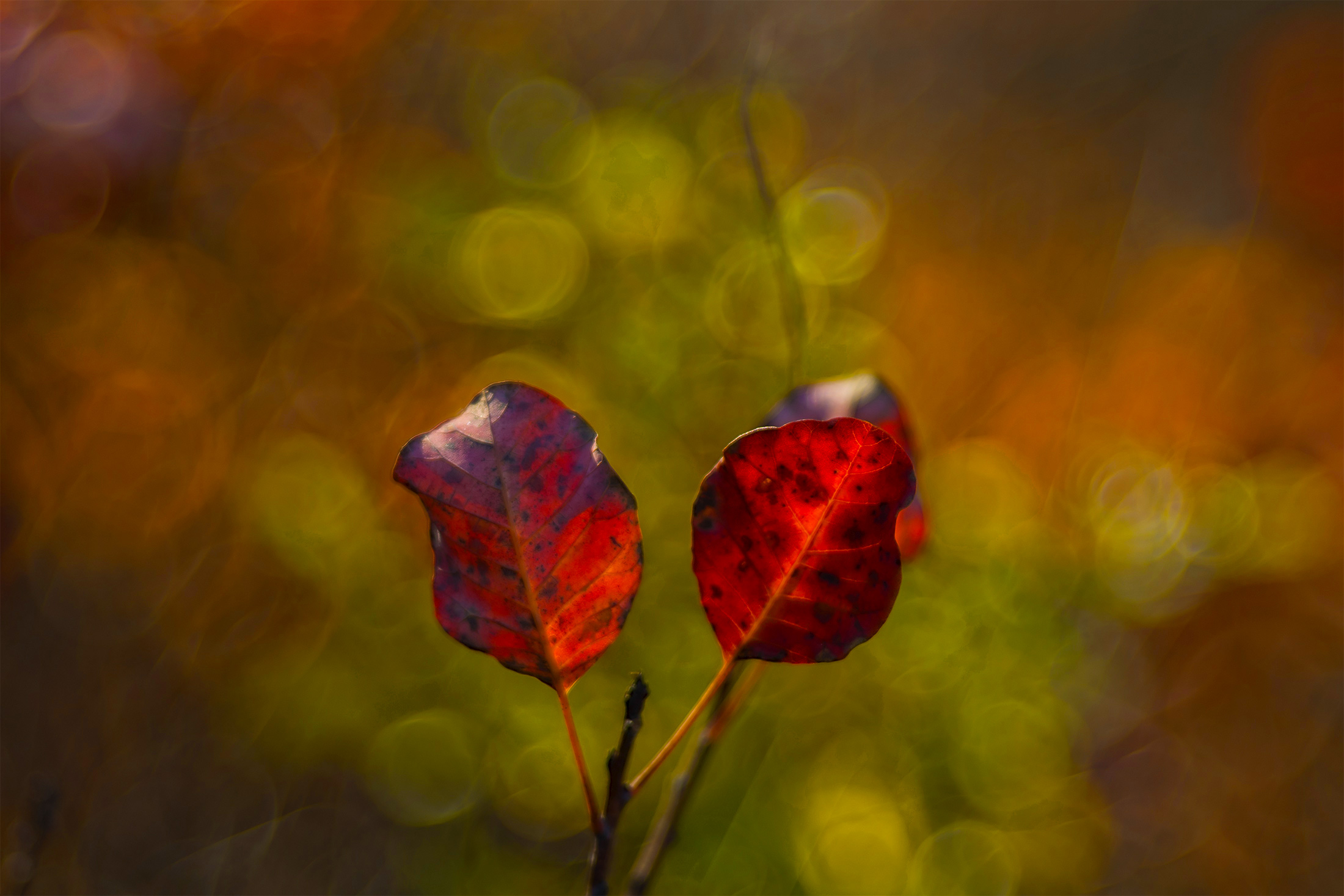 sumac...