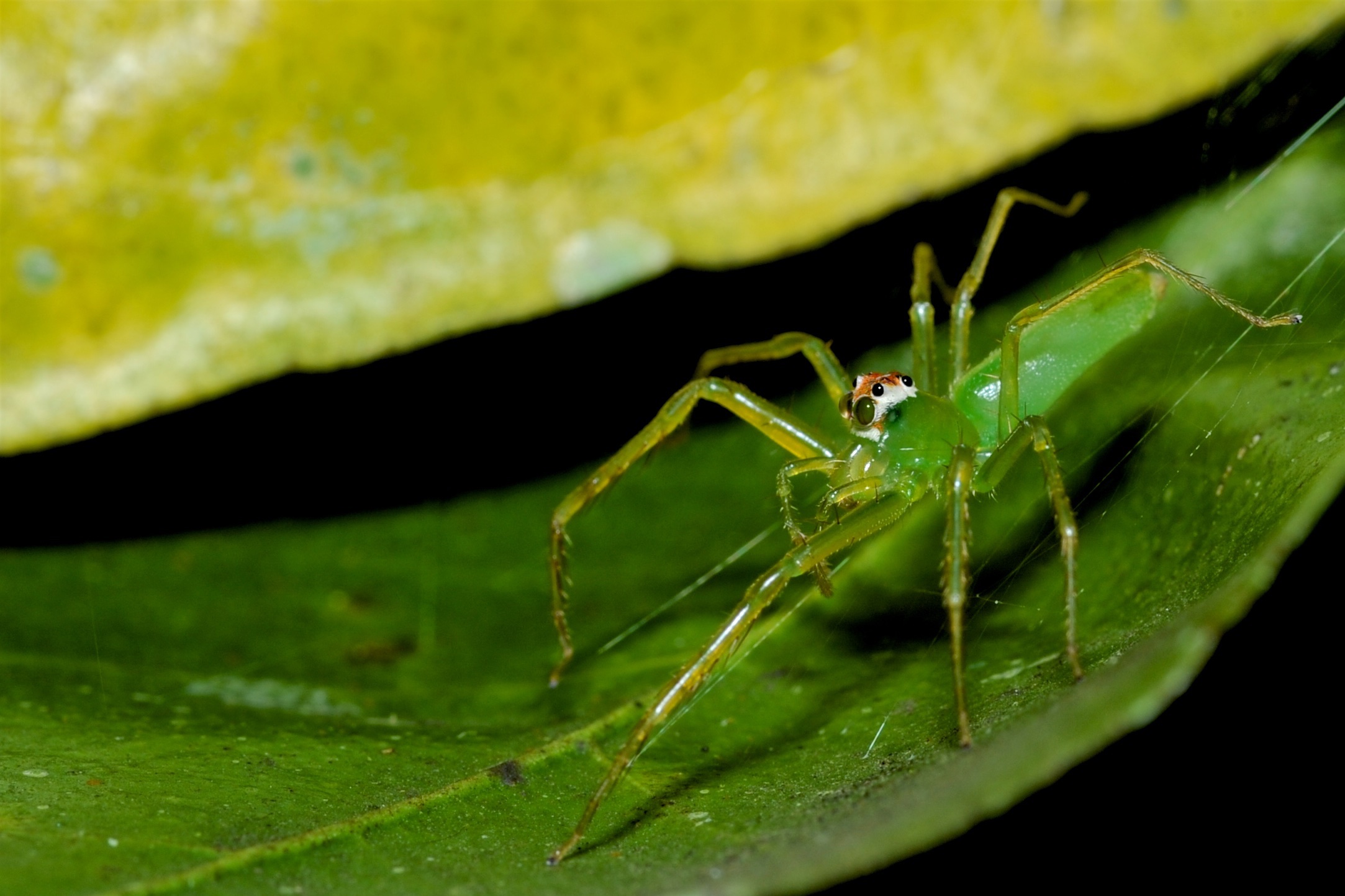 Green spider, Costa Rica...