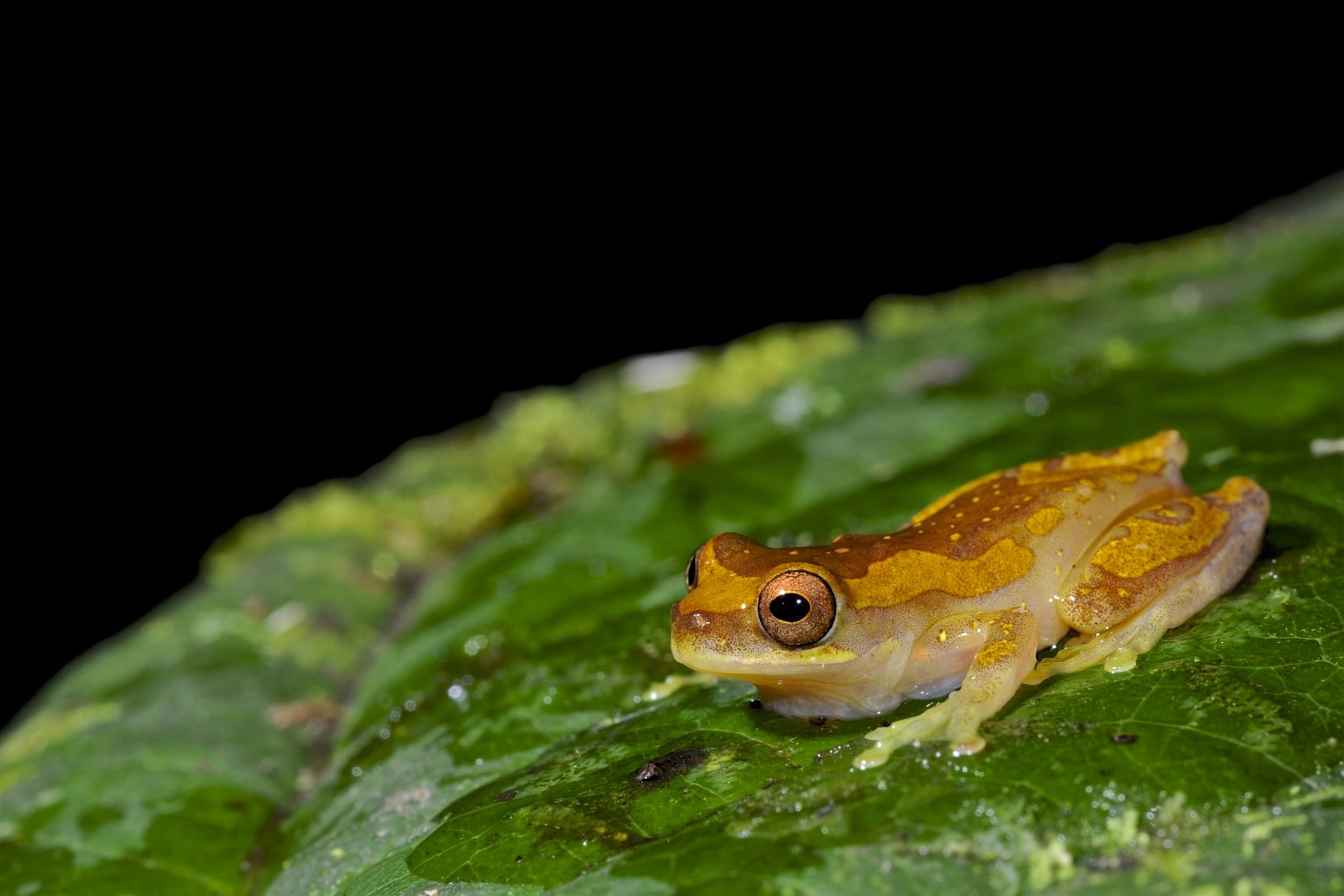 Frog, Costa Rica...