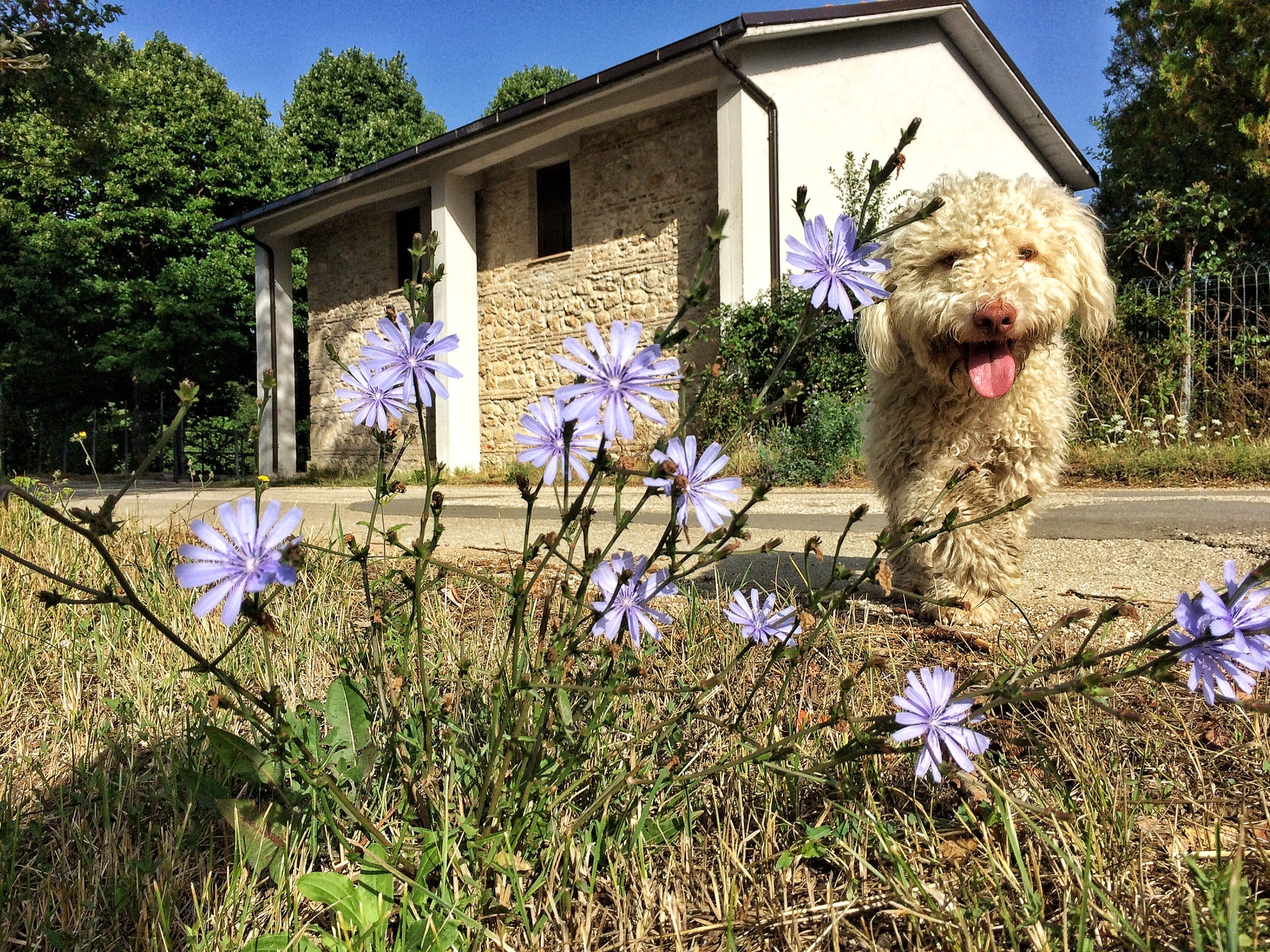Beato tra i fiori...