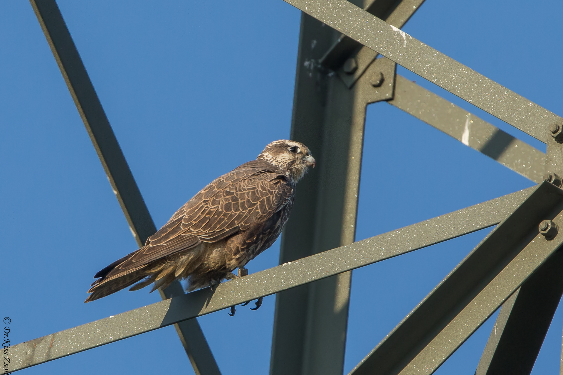 Saker falcon...