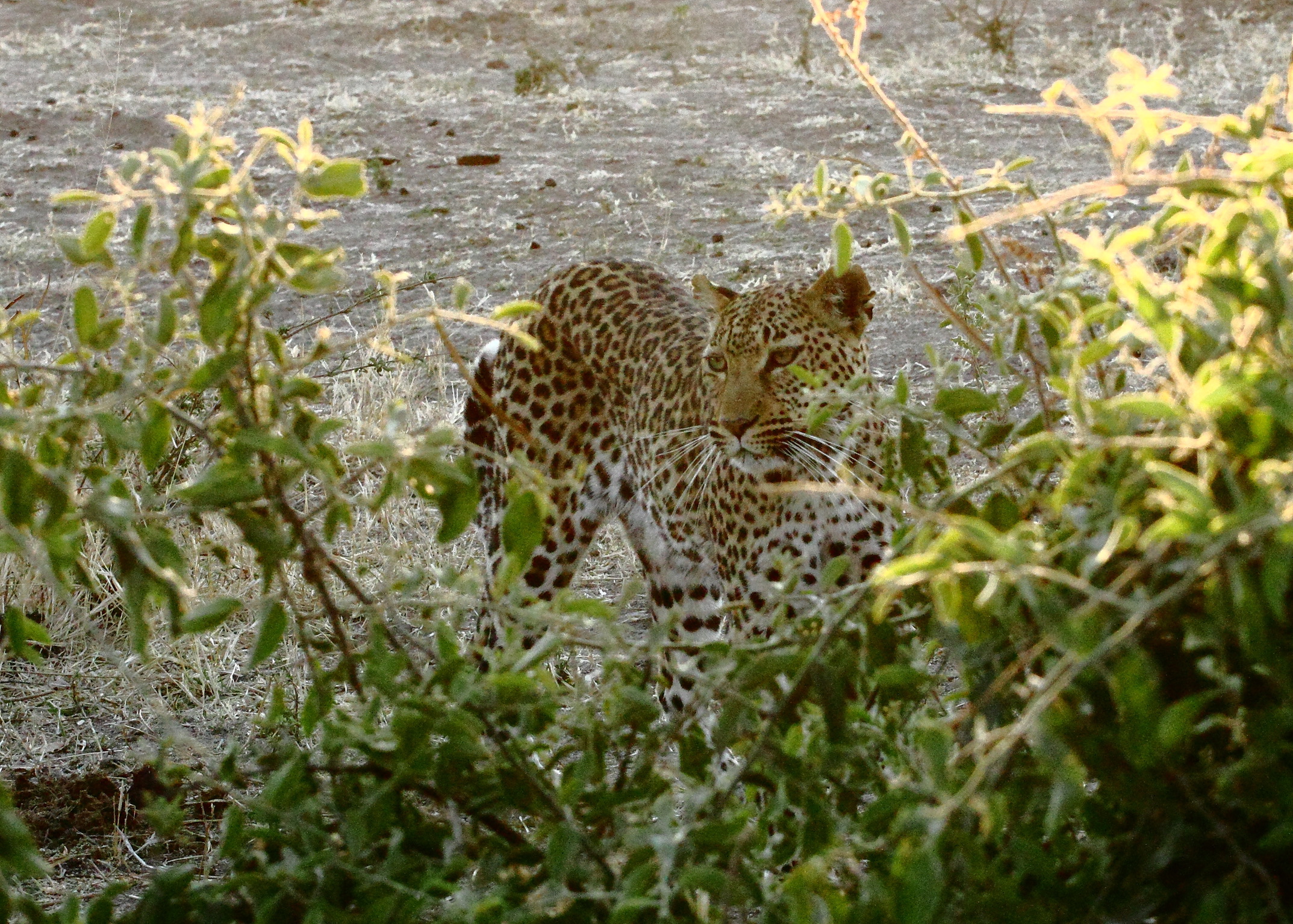 Leopard in the Chobe...