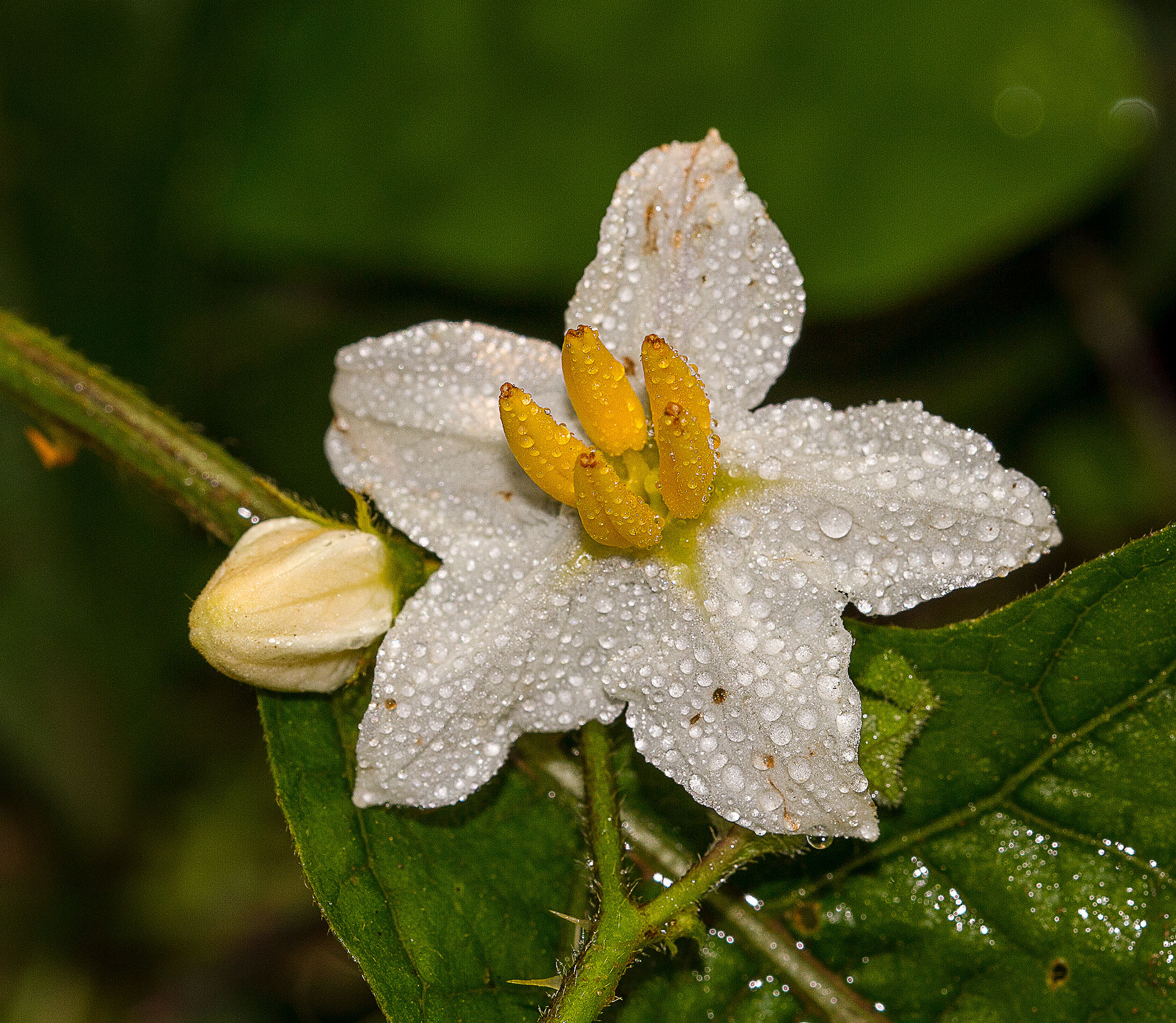 autumn dew...