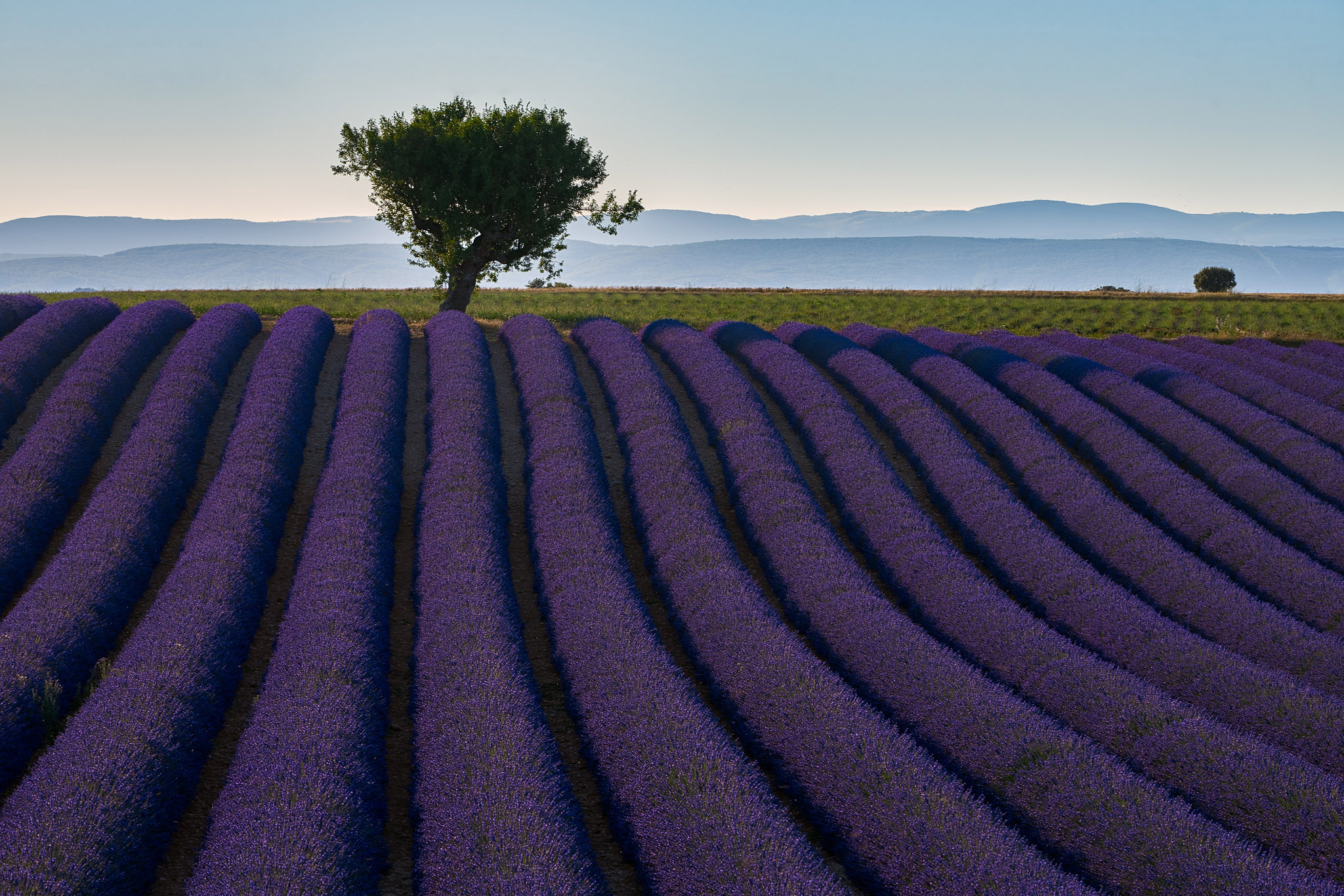 Valensole and lavender bloom...