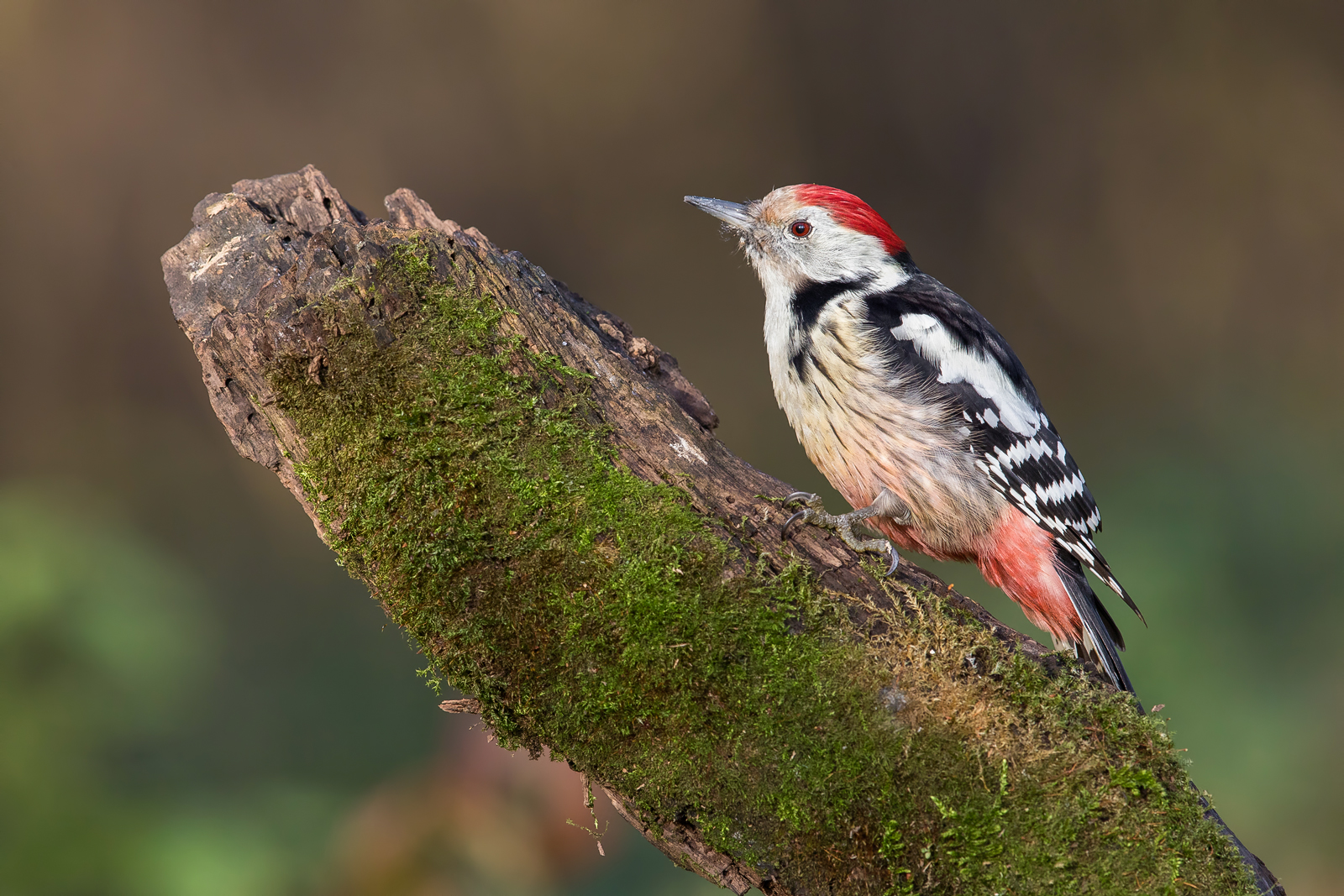 Middle spotted woodpecker...
