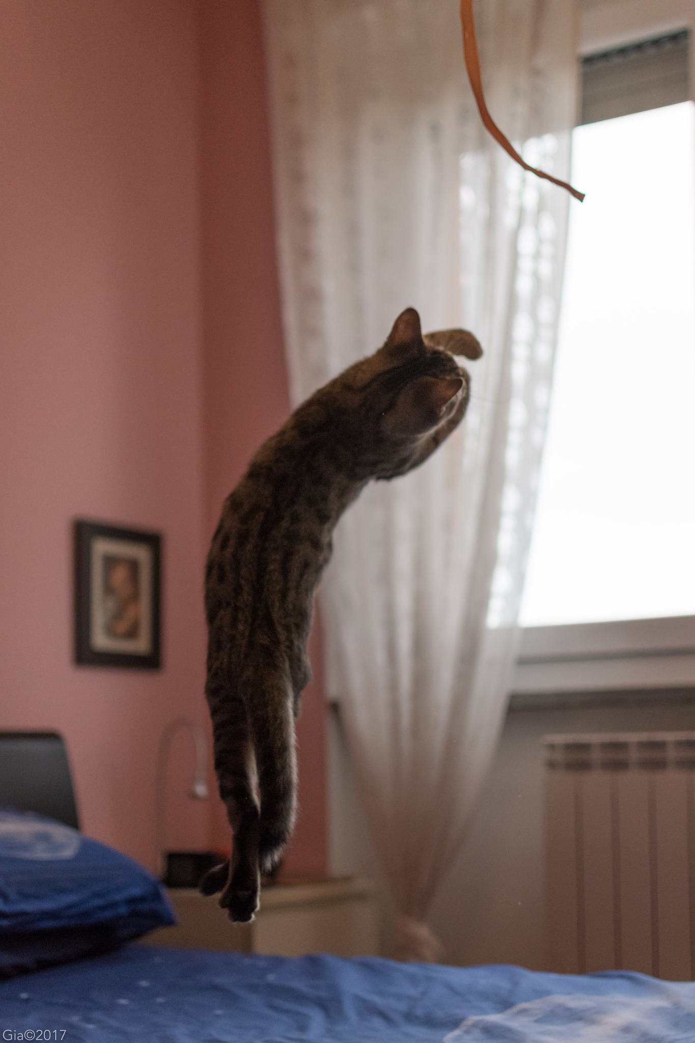 The Flying Cat...