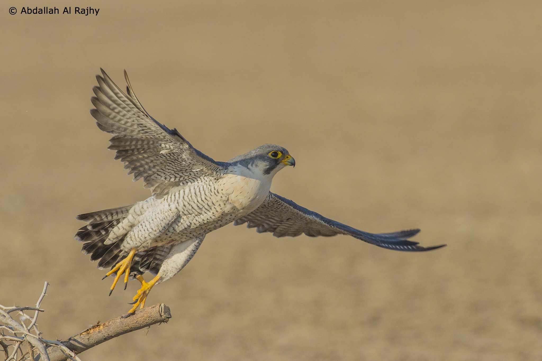 Peregrine Falcon...