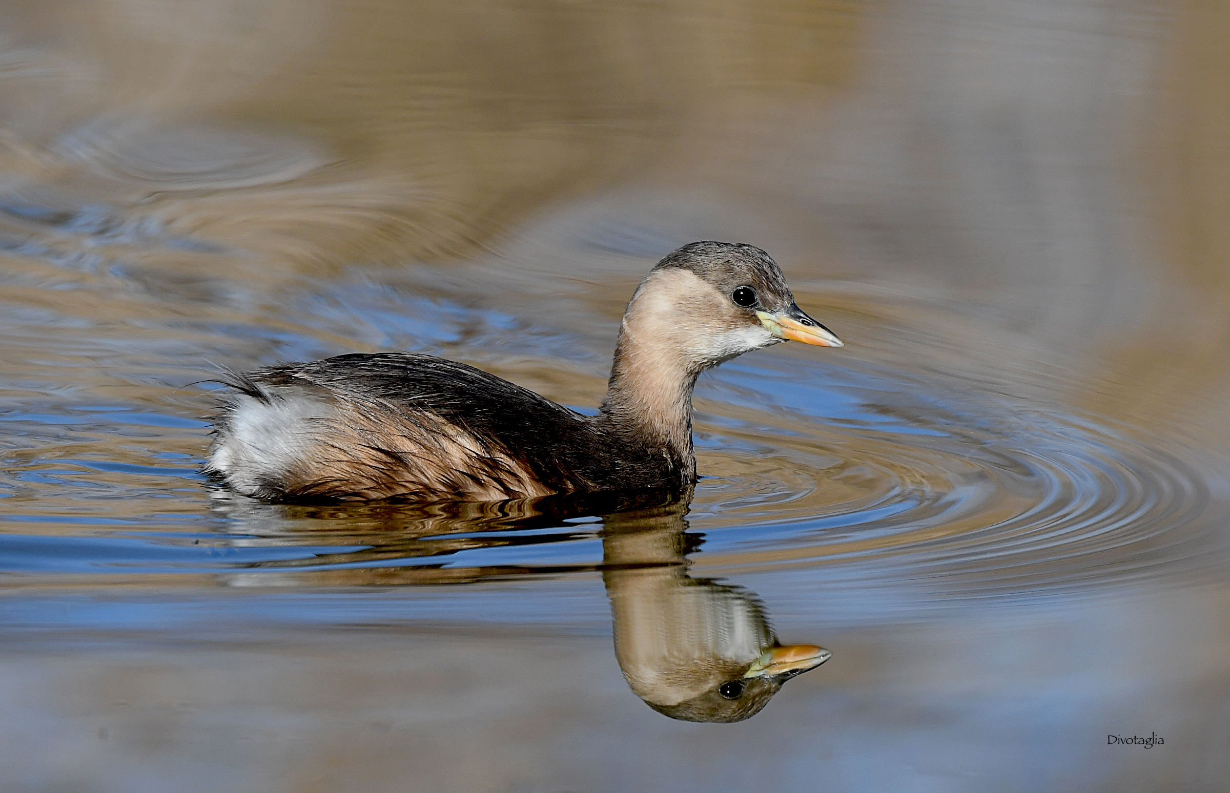 Little Grebe...
