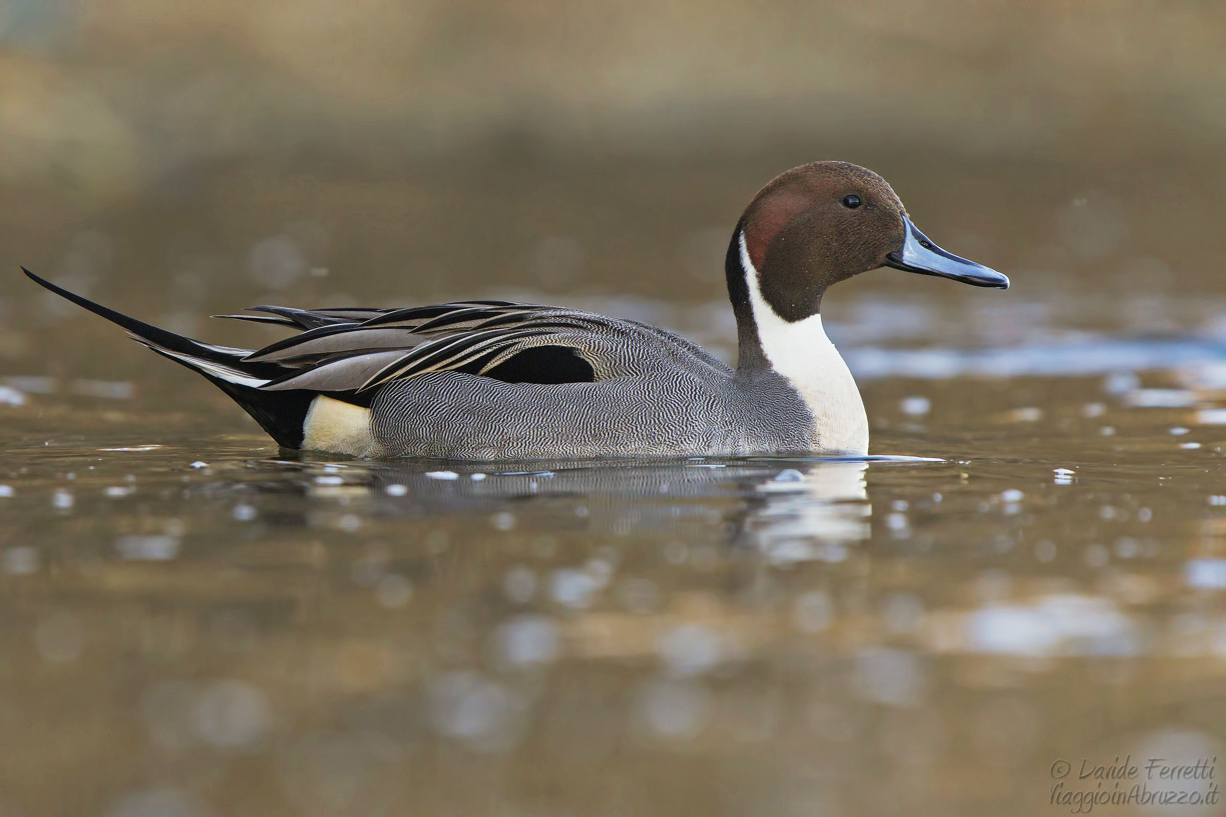 Codone maschio (Northern Pintail, male)...