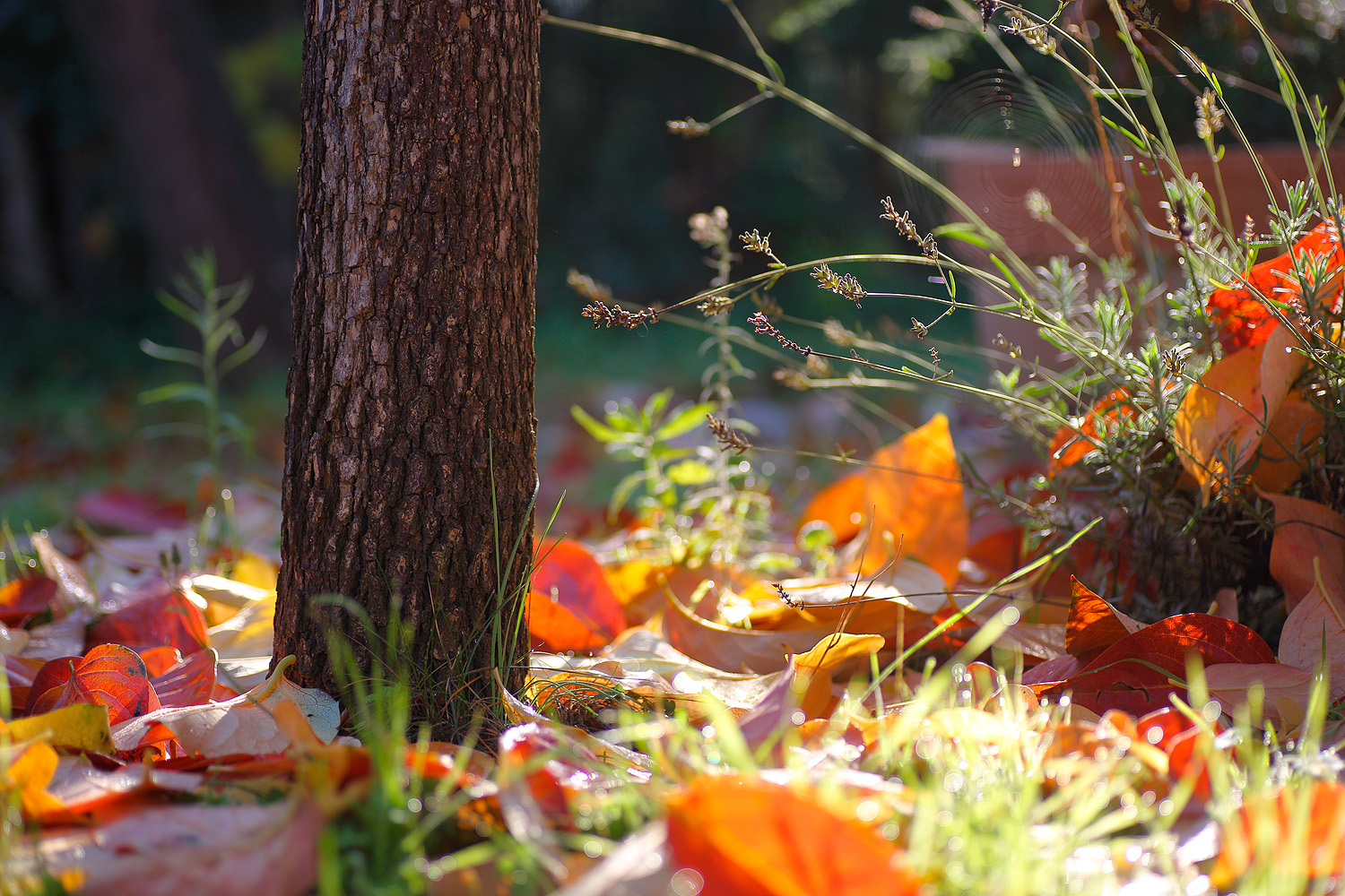 Autumn colors...