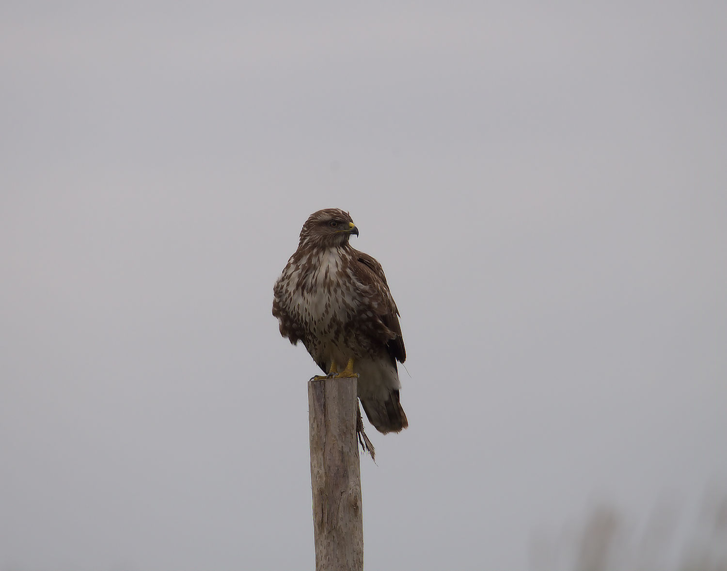 Buzzard...