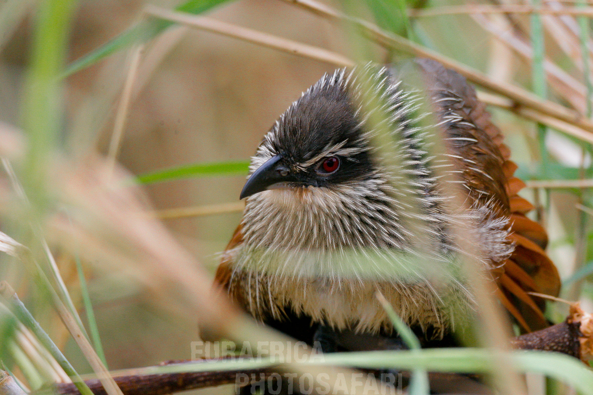 White browed coucal...