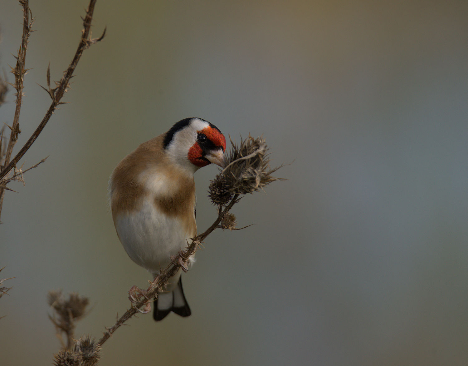 Goldfinch...
