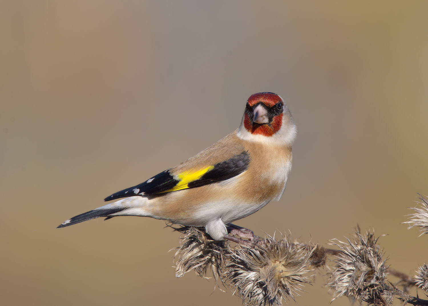 Goldfinch...