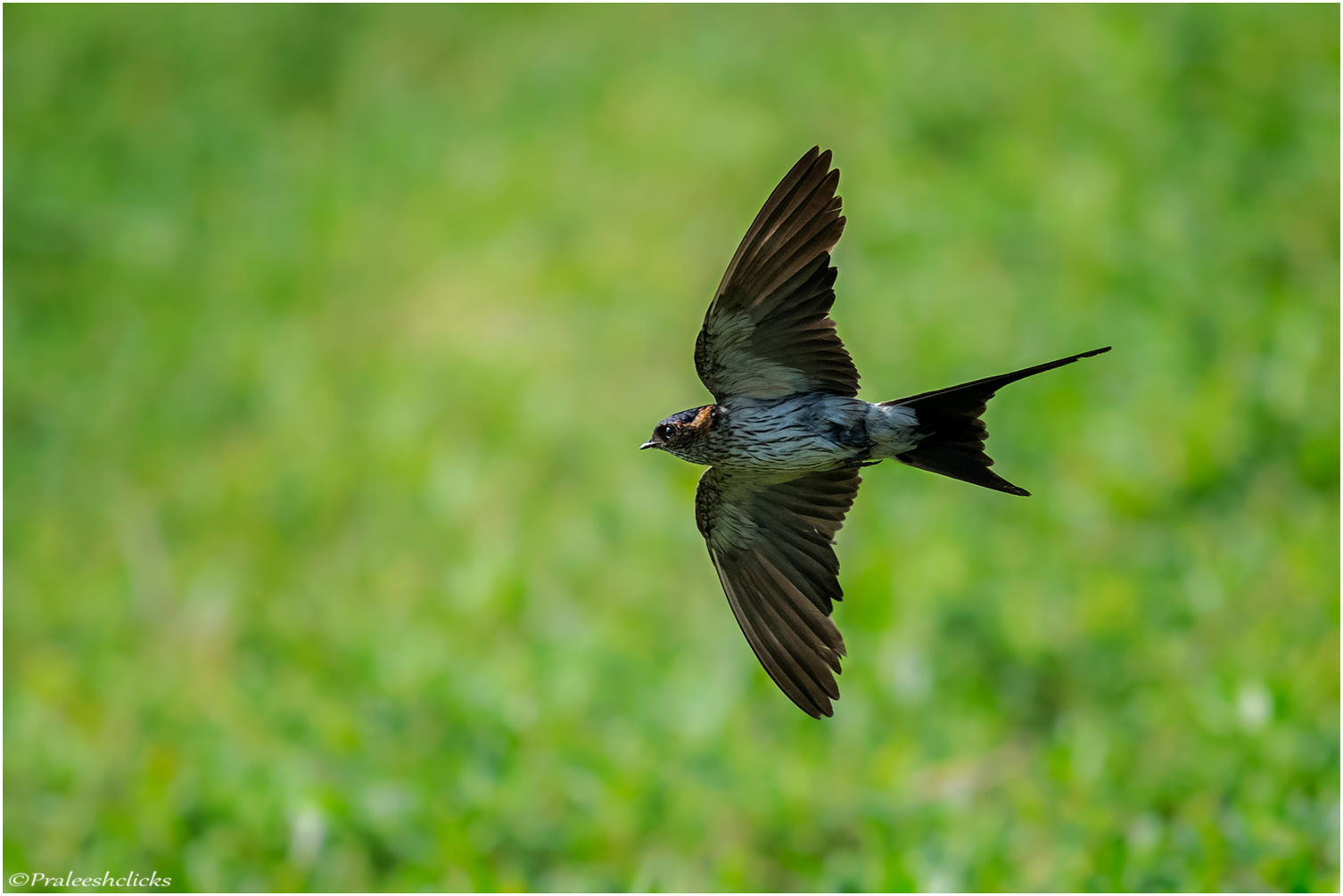 Red-rumped Swallow...