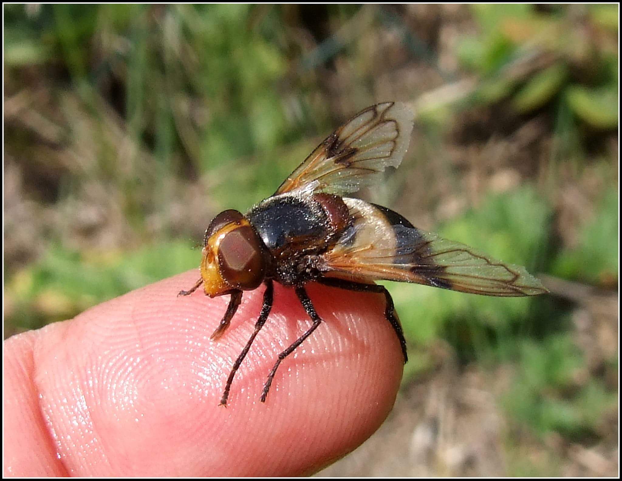 "Volucella pellucens" female ......