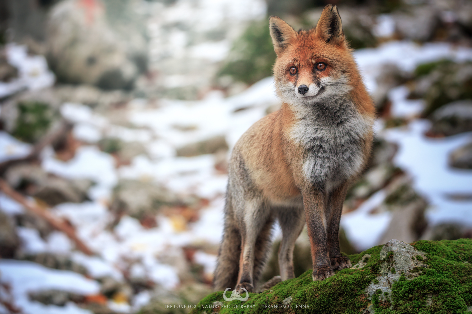 The curious fox 2...