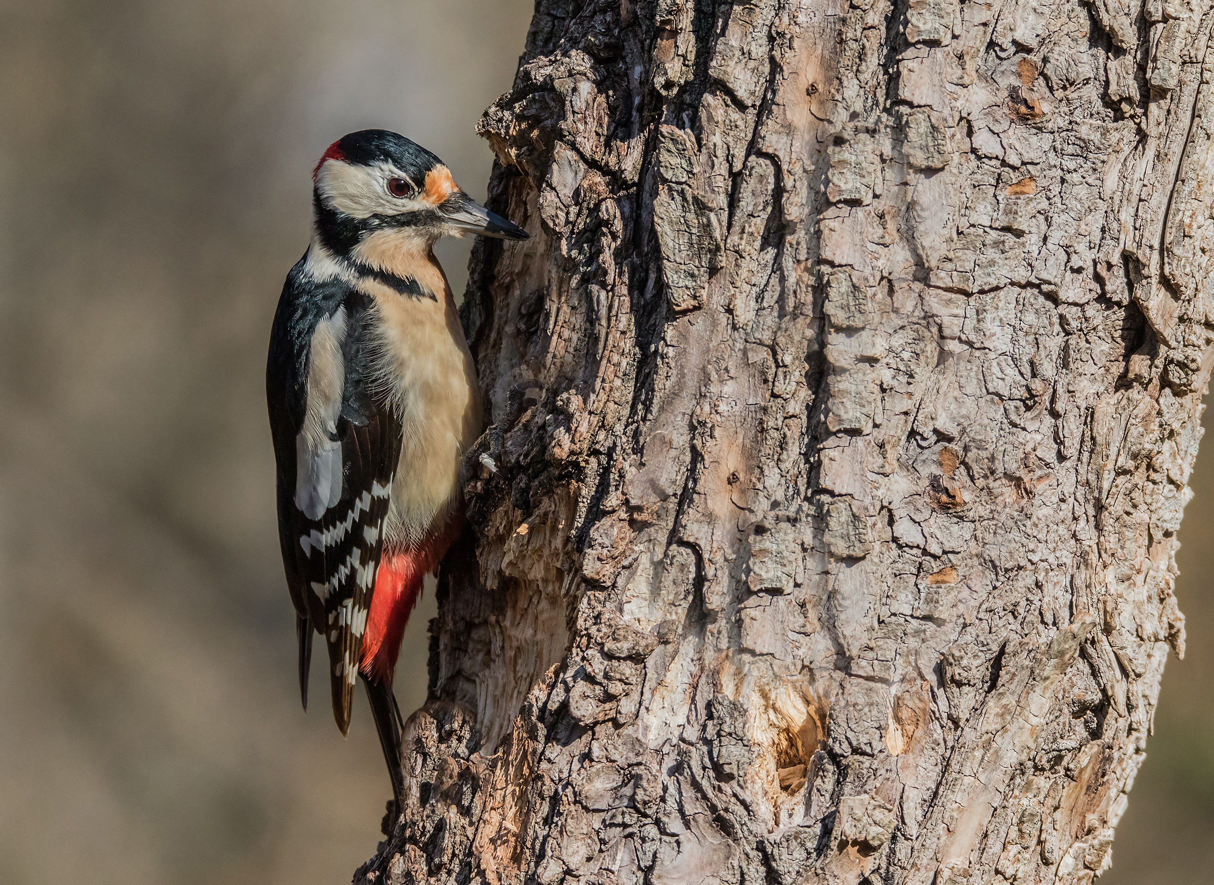 Red Woodpecker (M)...