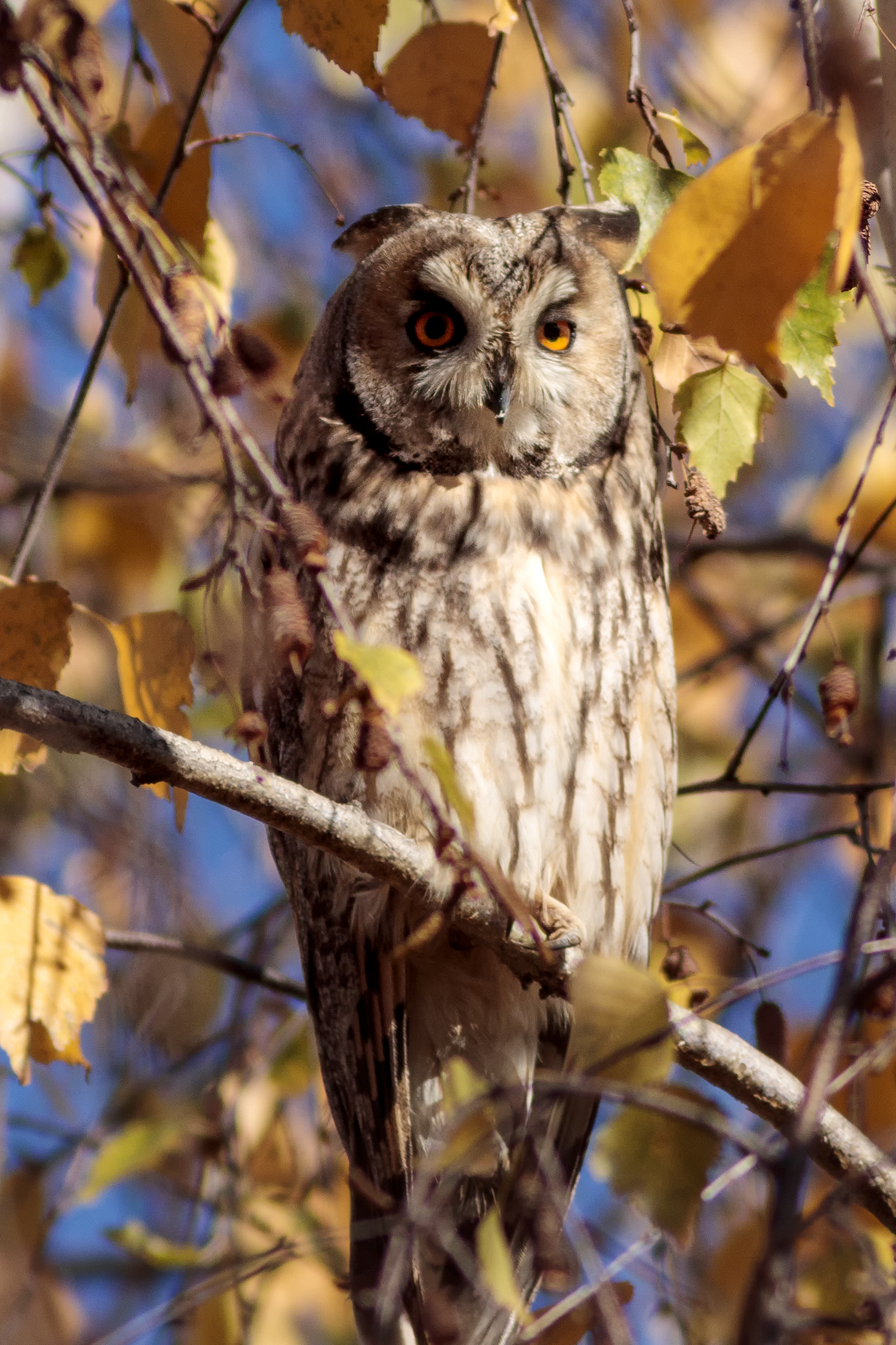 Owl among branches...