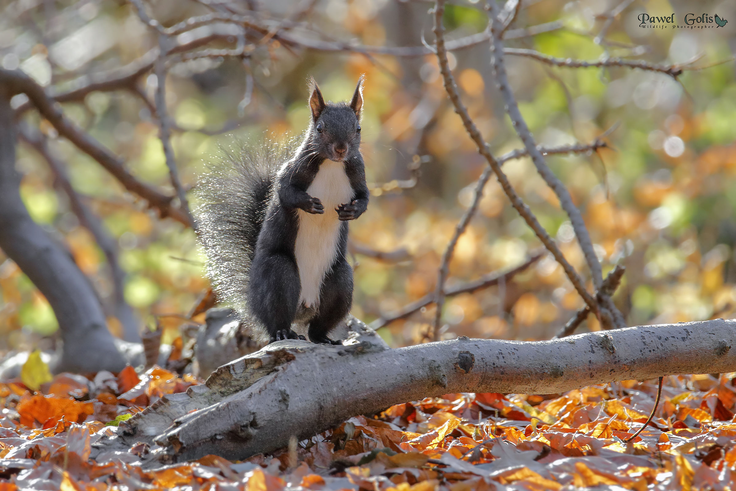 Autumn Squirrel...