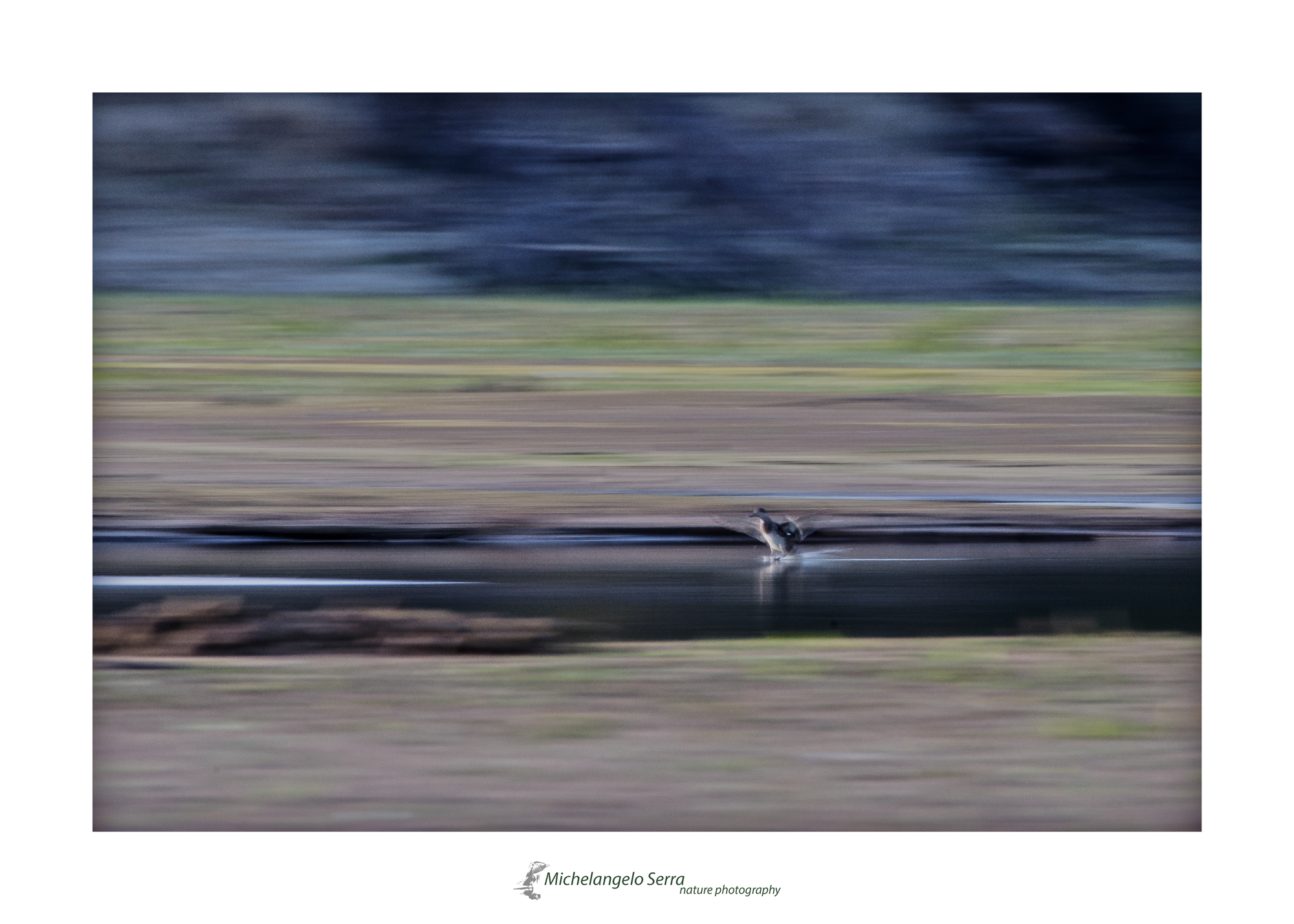 floating bird...