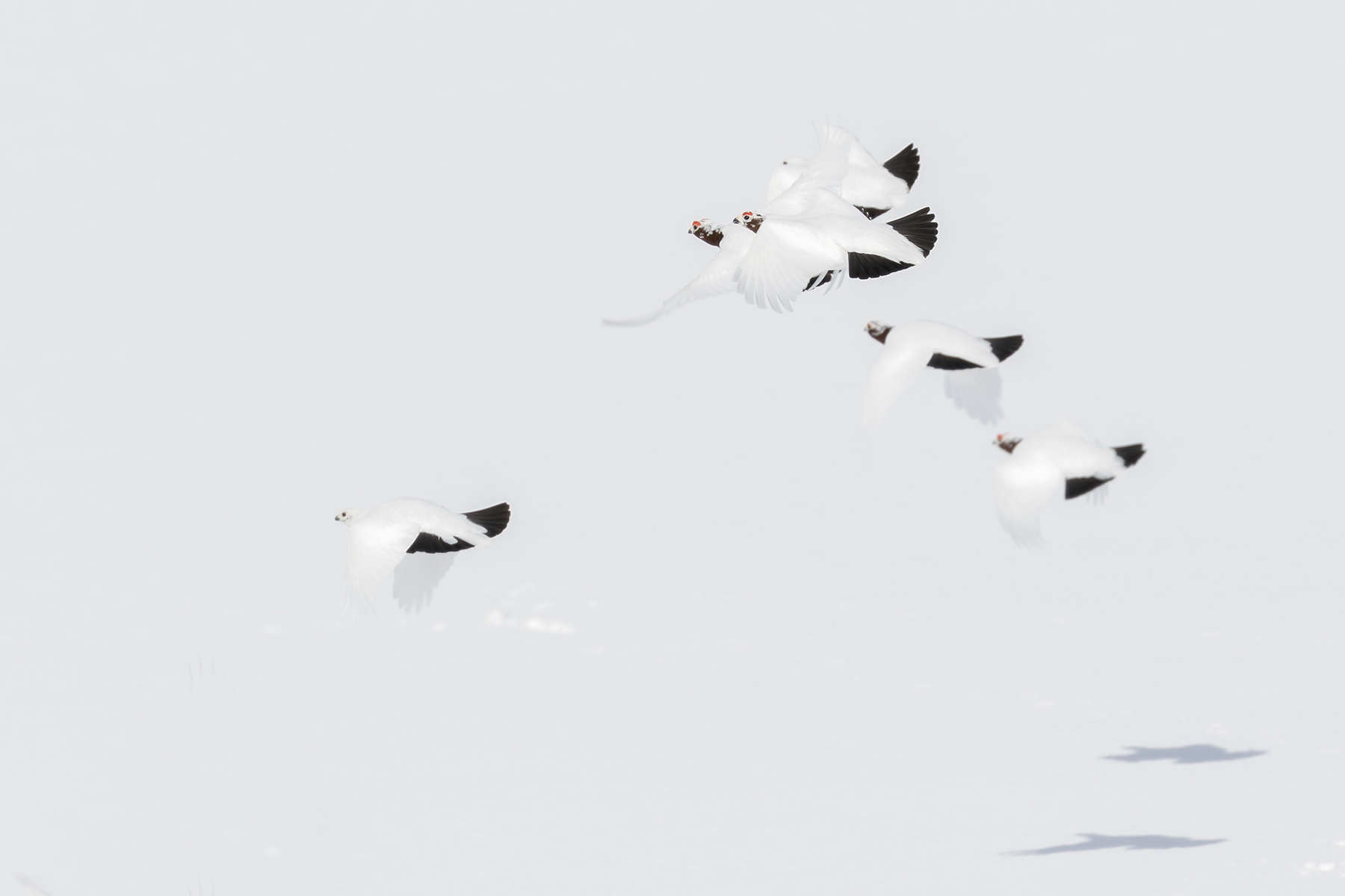 northern white parachutes...