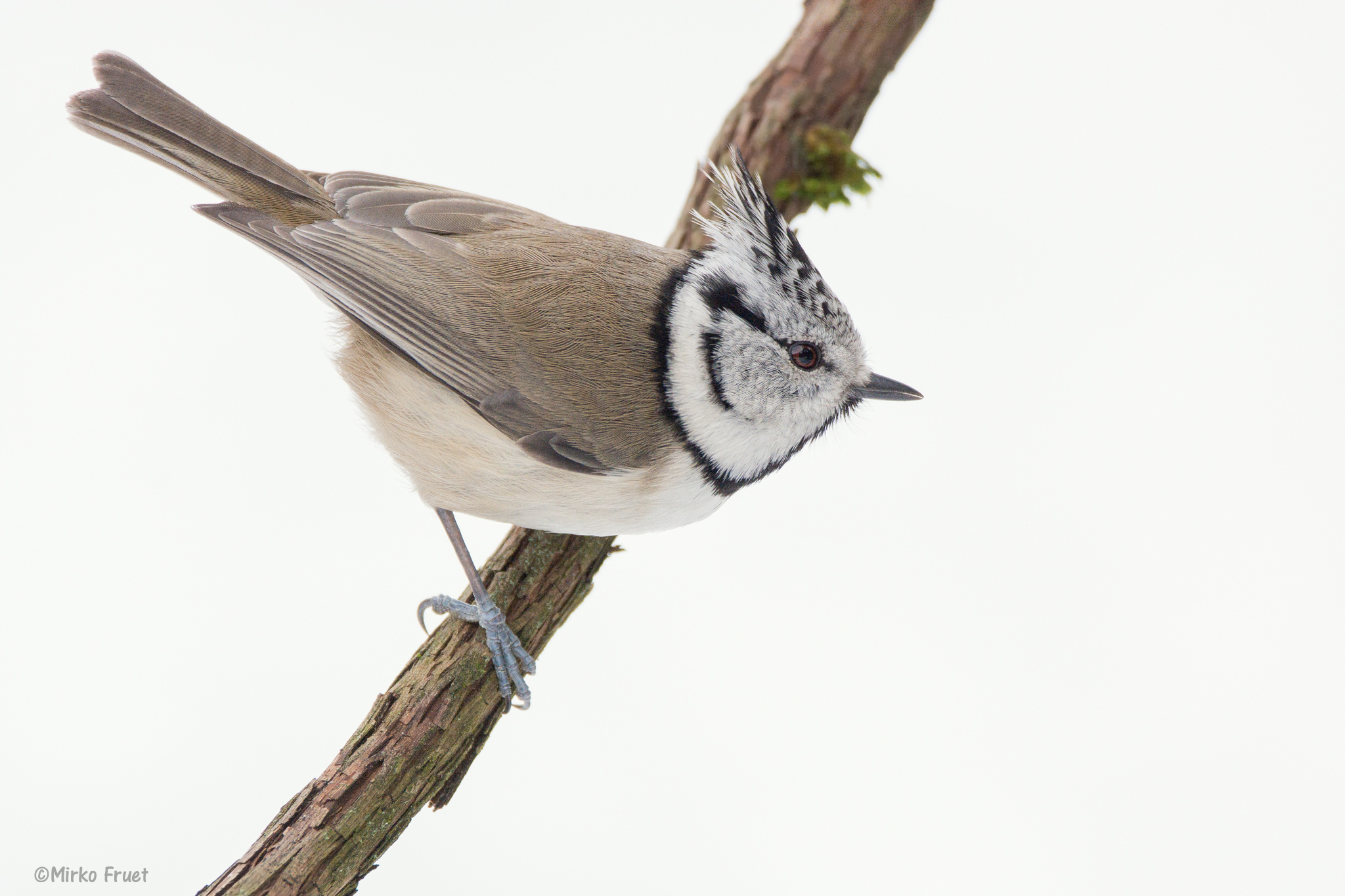 Crested tit...