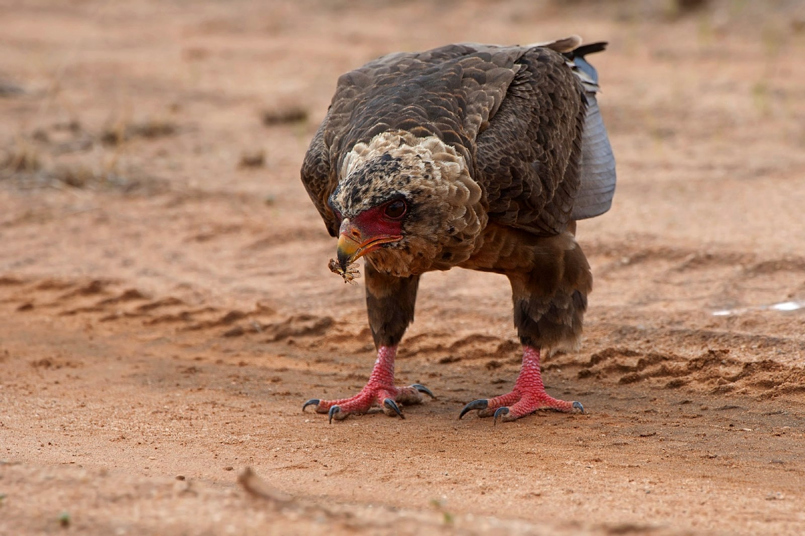 Falcon juggler with prey...