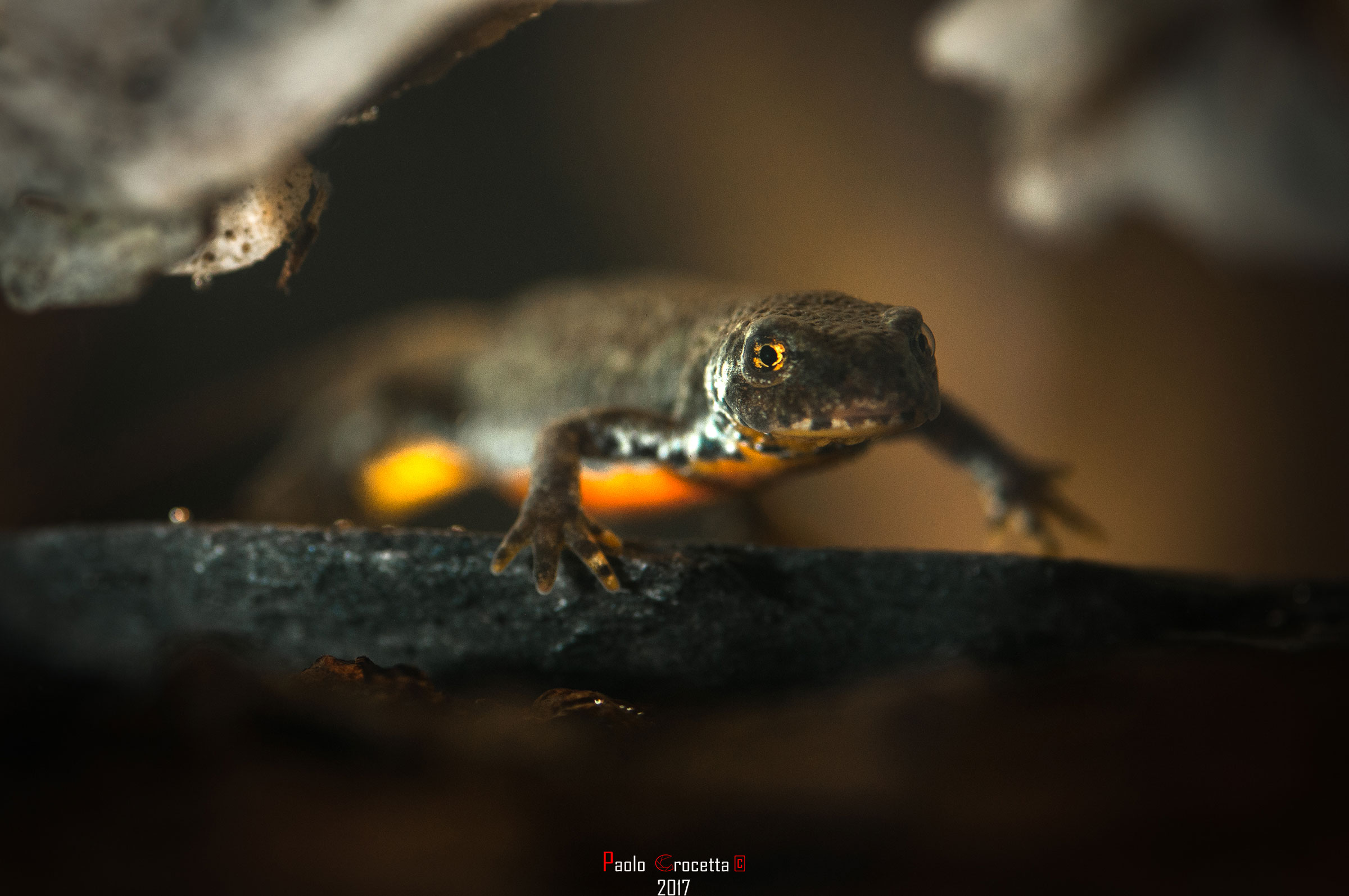 alpine newt...