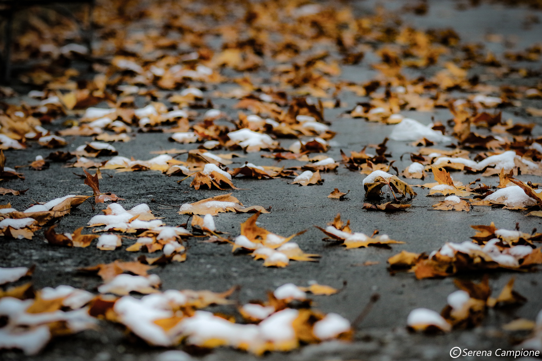 Snow and leaves. Between autumn and winter....