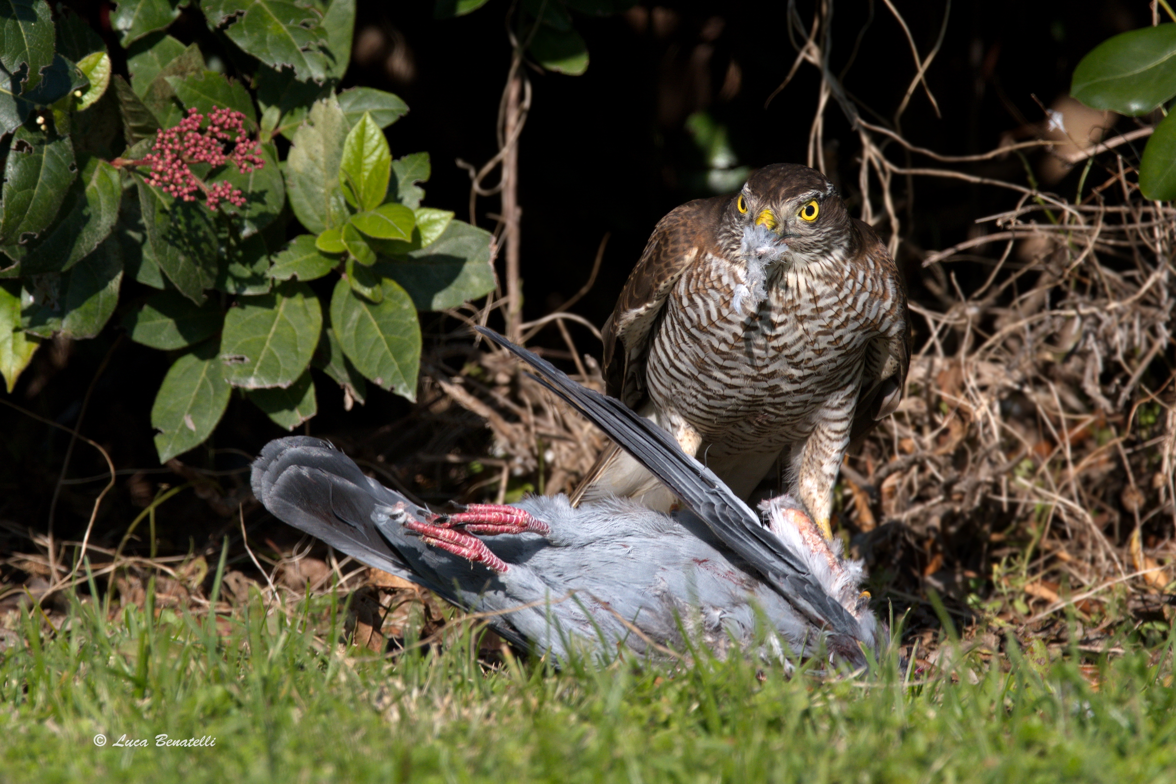 Sparrowhawk with prey...