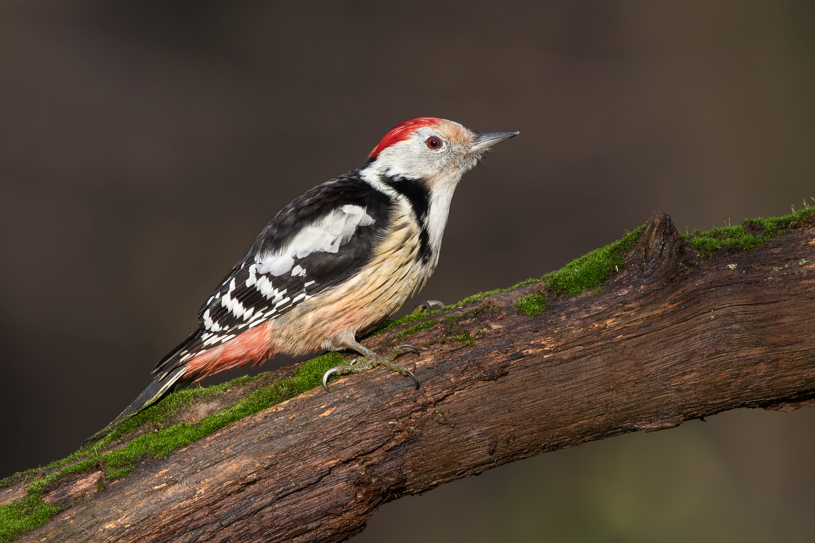 Middle spotted woodpecker...