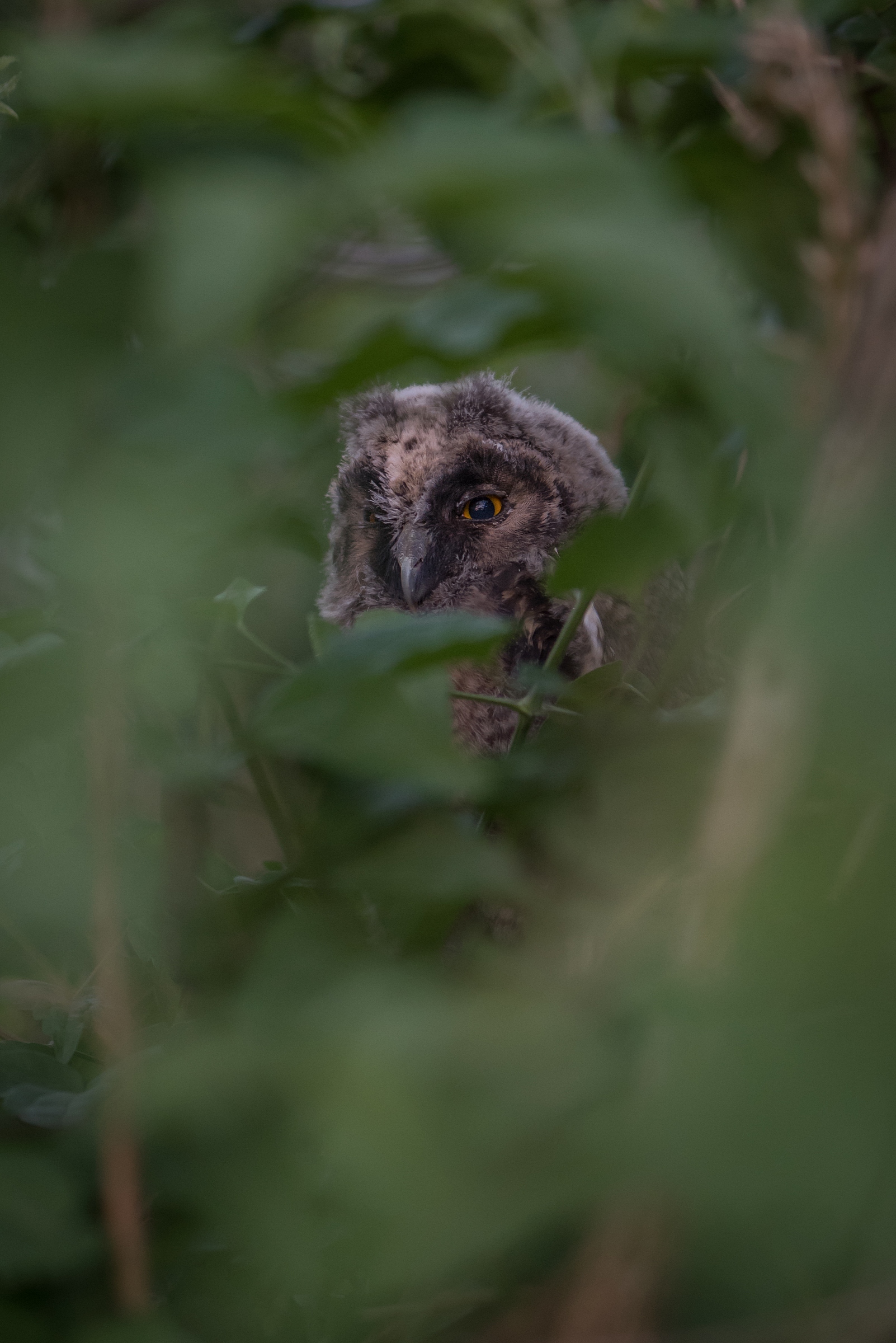 Long- eared Owl (Asio otus) just left the nest...